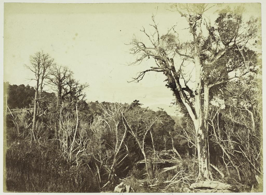 Bush scene on Blueskin Road