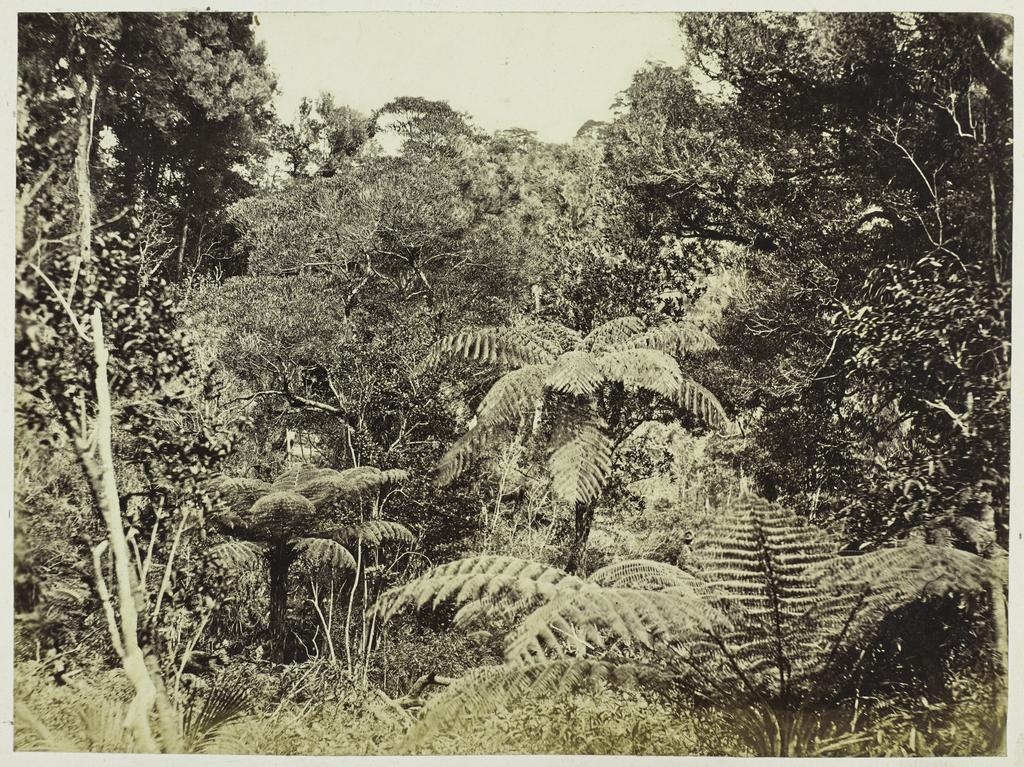 Bush scene, Thames Embankment