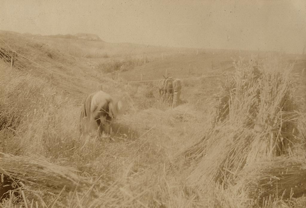 Haymaking
