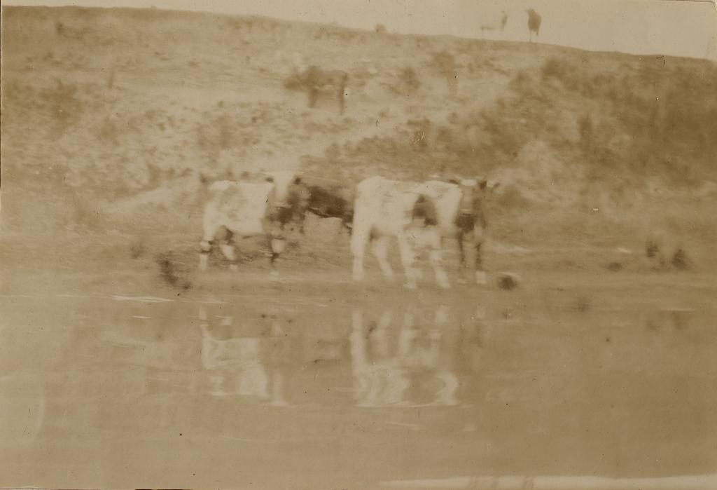 Cows