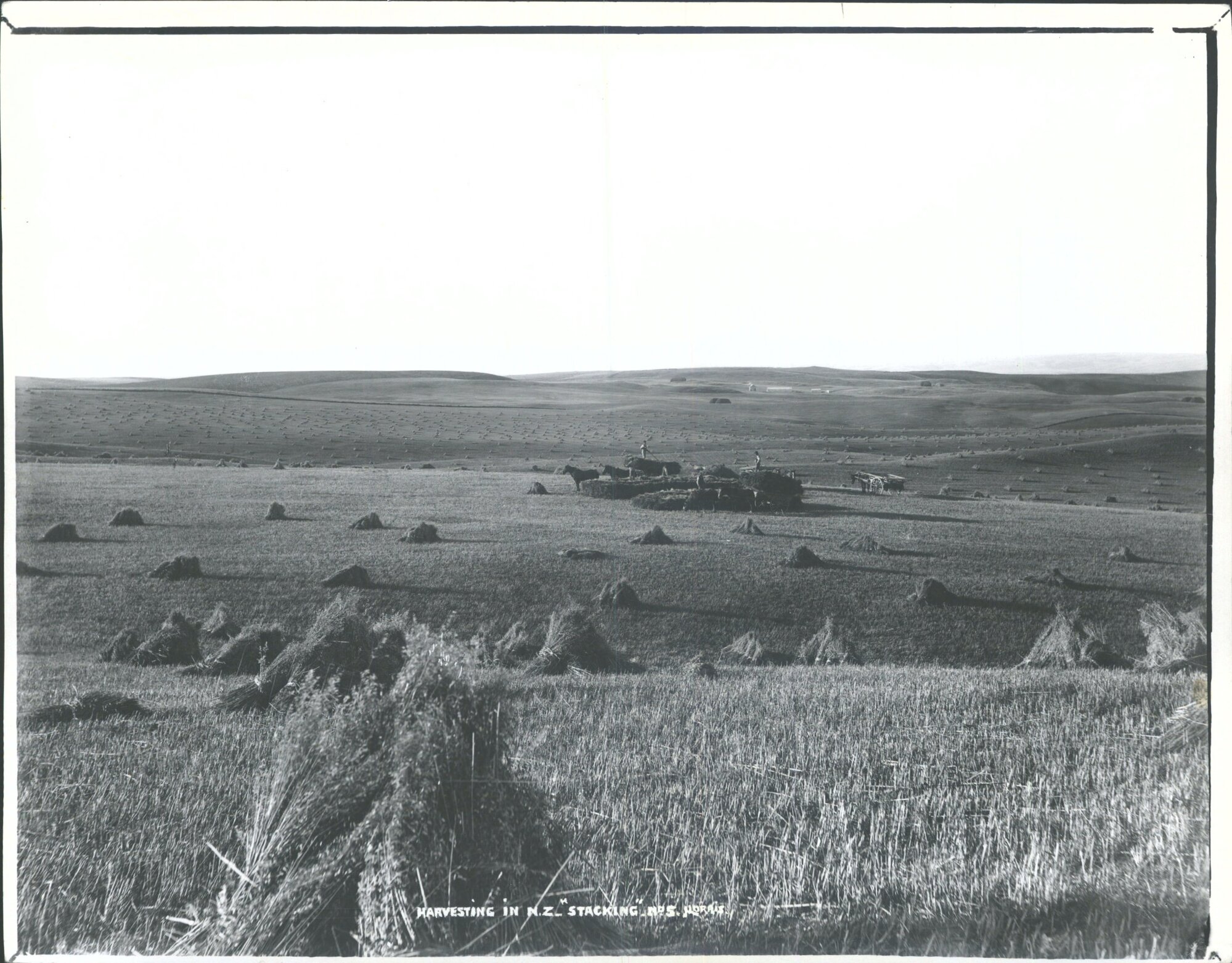 Harvesting in New Zealand "Stacking"