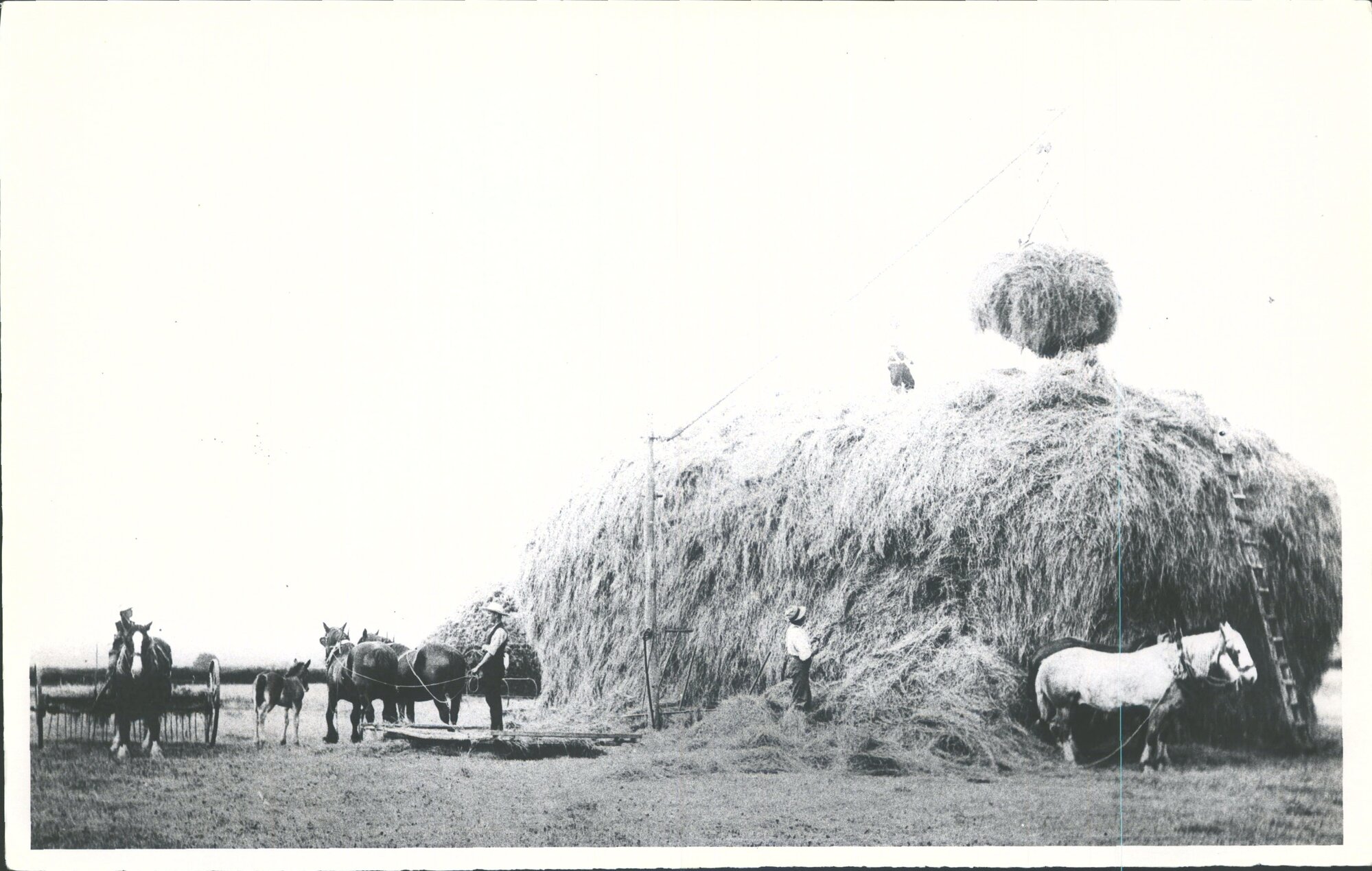 Hay making at Hampden