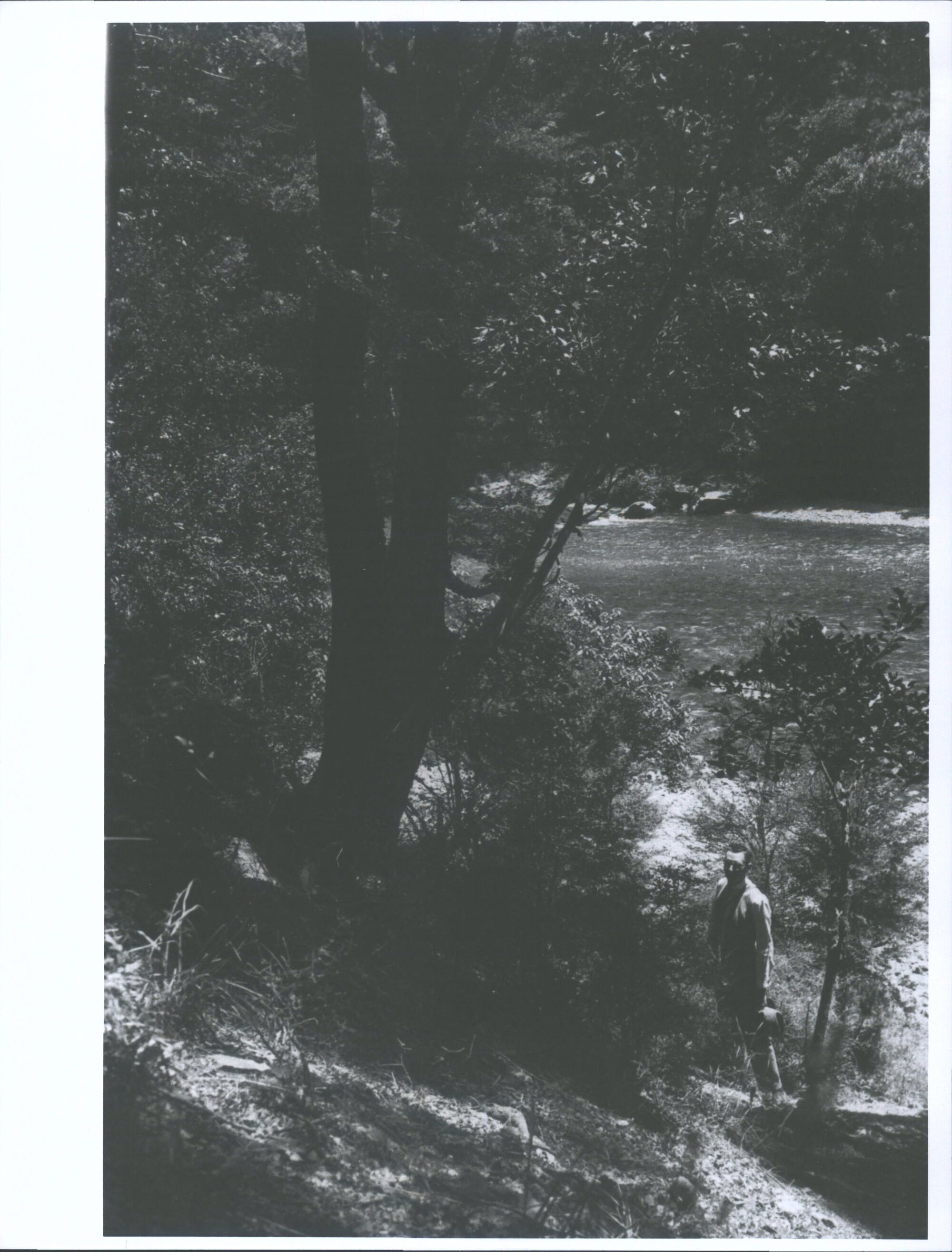 In the Bush at Ashley Gorge