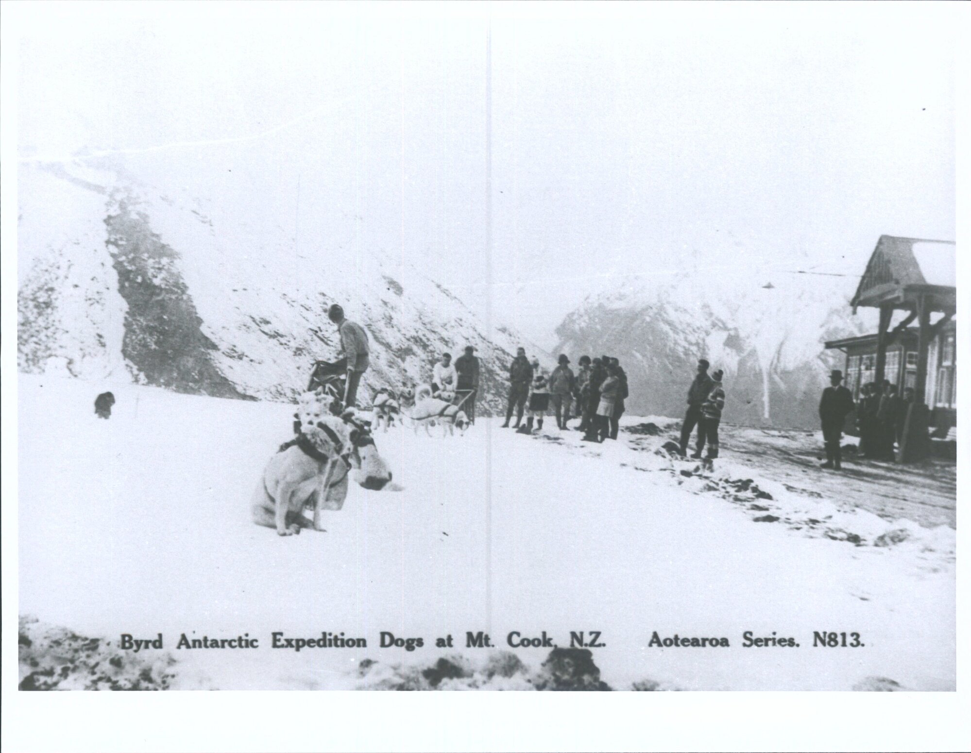 Byrd Antarctic Expedition Dogs at Mt Cook, N.Z.