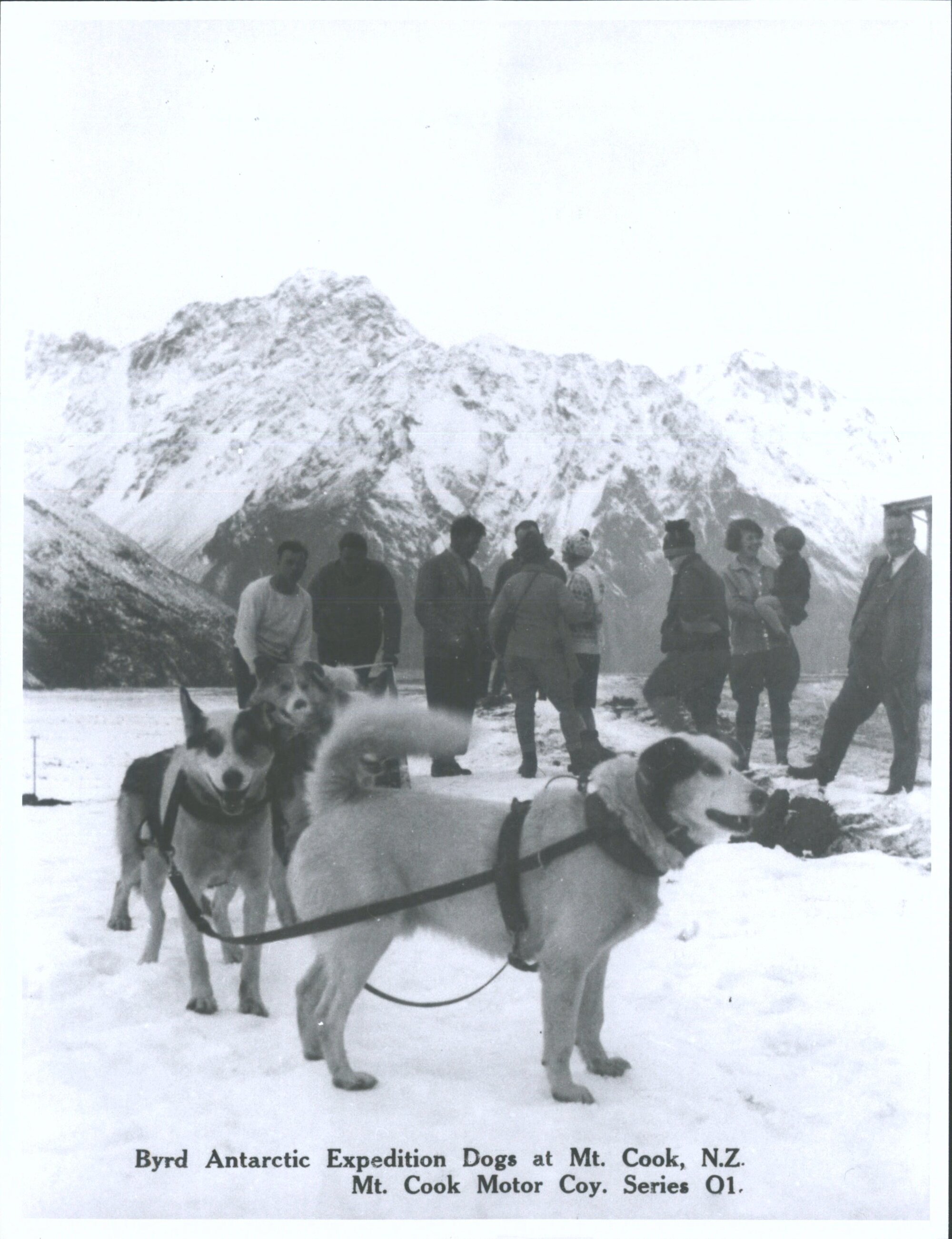 Byrd Antarctic Expedition Dogs at Mt Cook, NZ