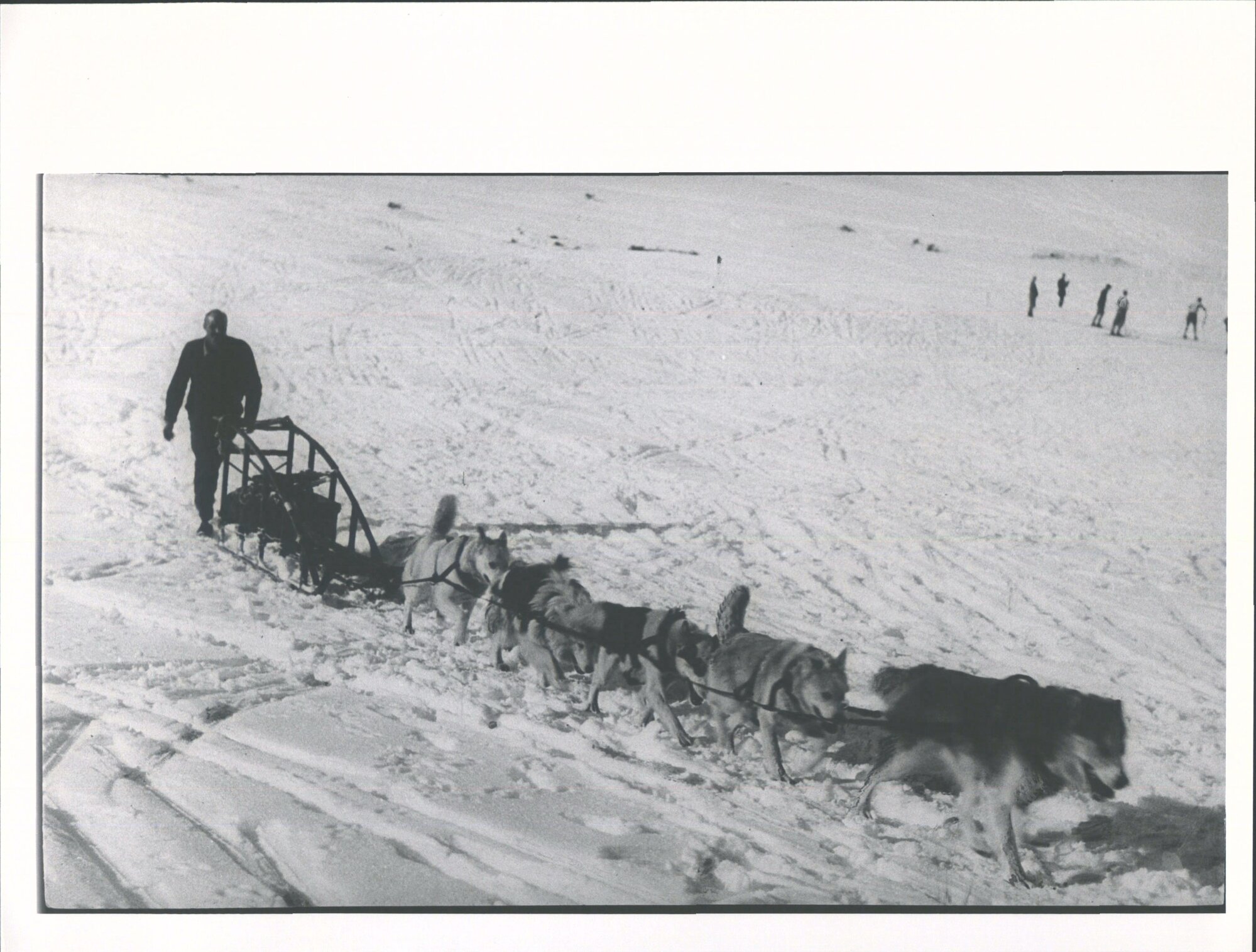 [ANTARCTIC EXPEDITIONS - Training with dog sled?]
