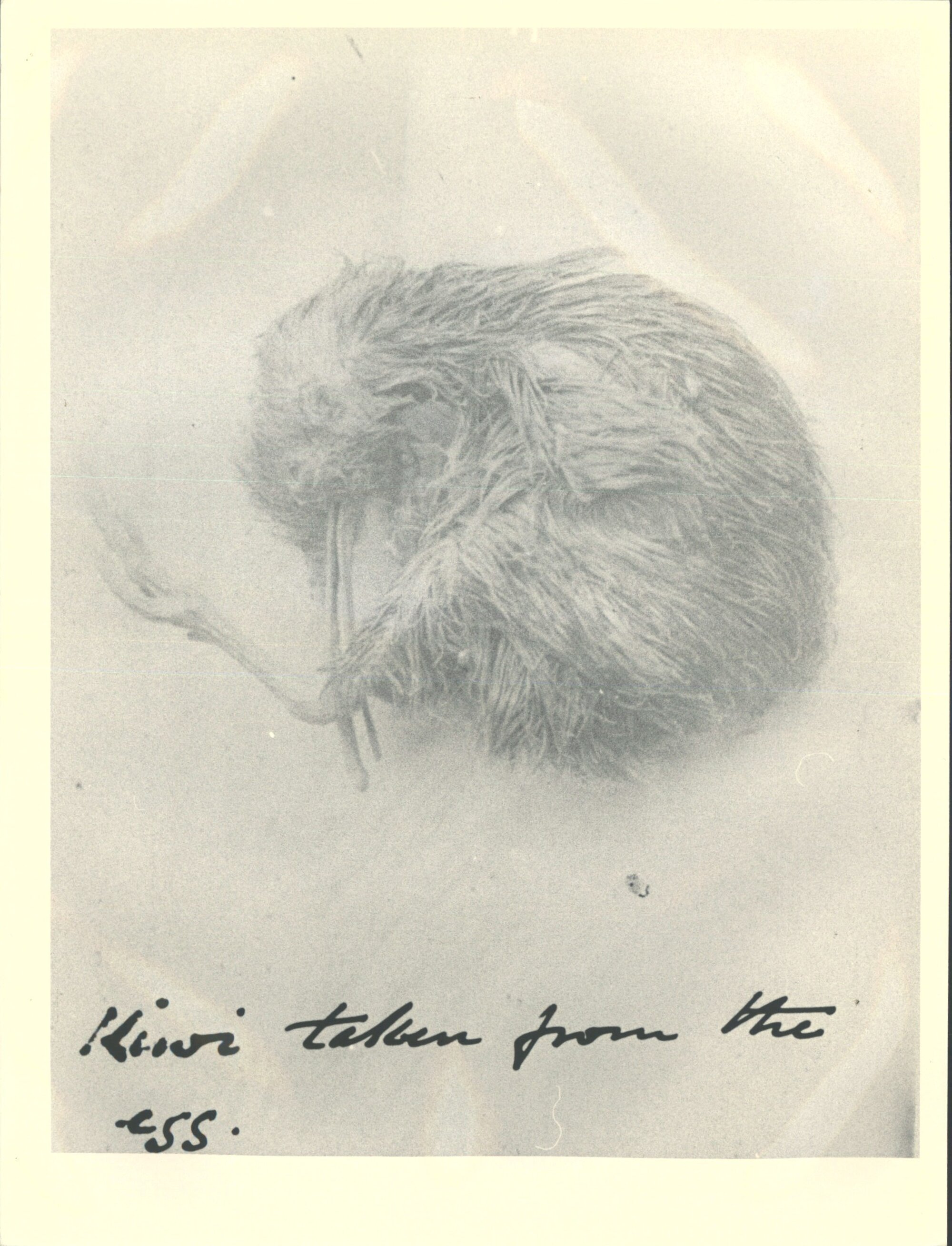 Kiwi taken from the egg