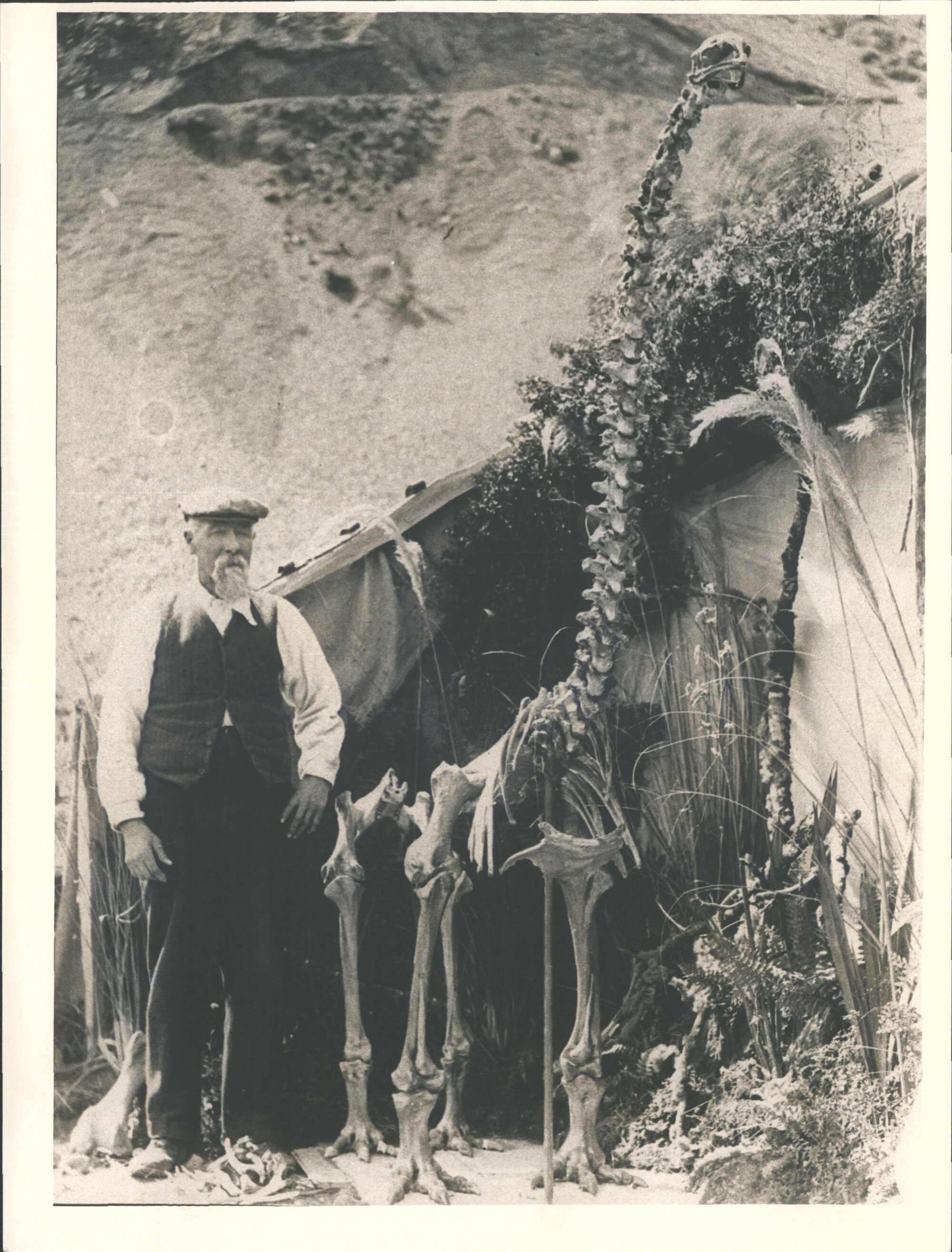 Skeleton of Moa Discovered &amp; erected by James Gault at Slovens Creek, Midland Railway Canterbury