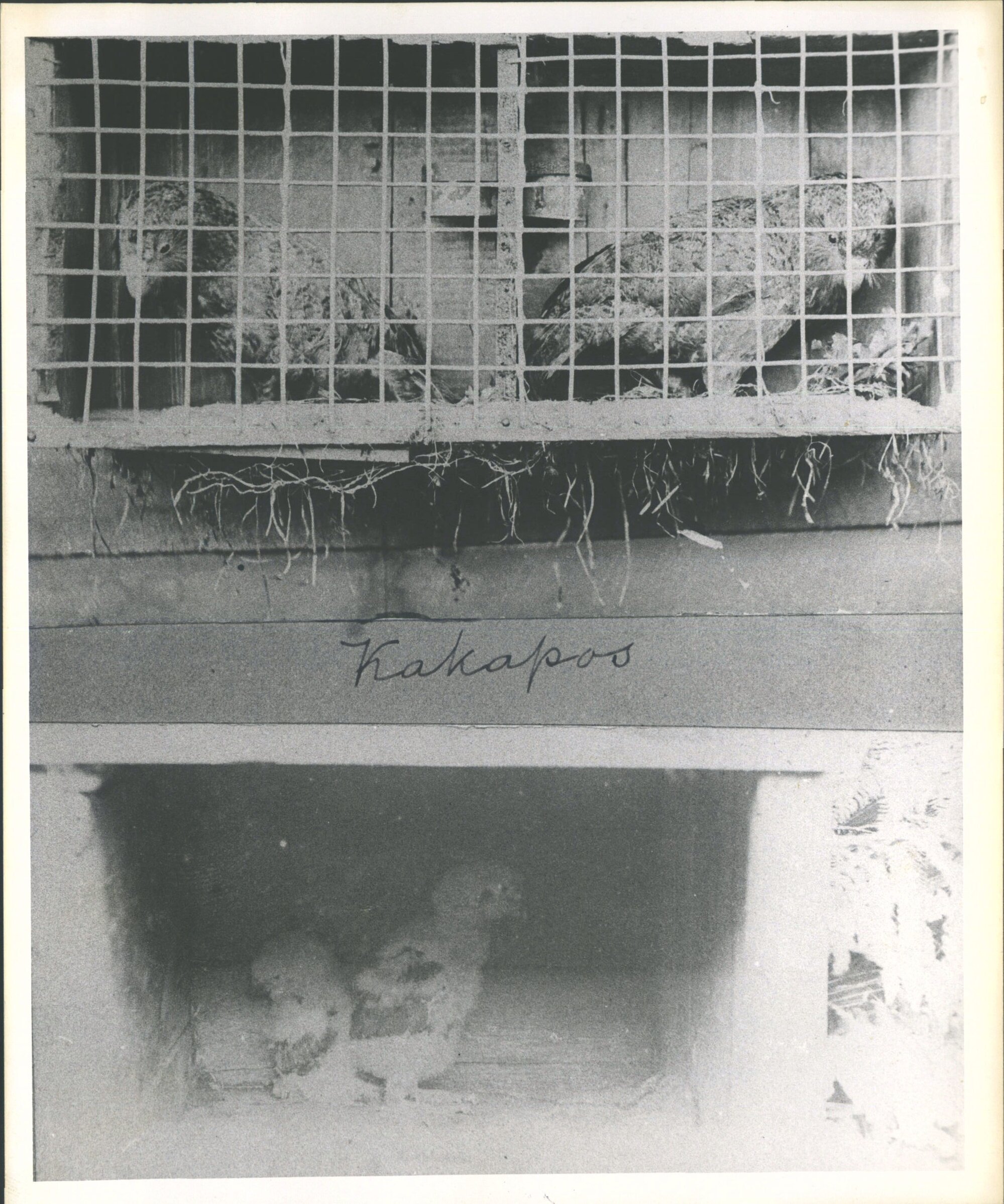 Kakapo &amp; Babies