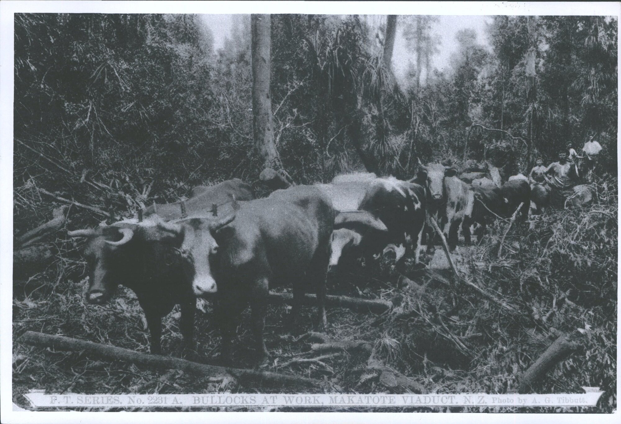 Bullocks at work - Makatote Viaduct
