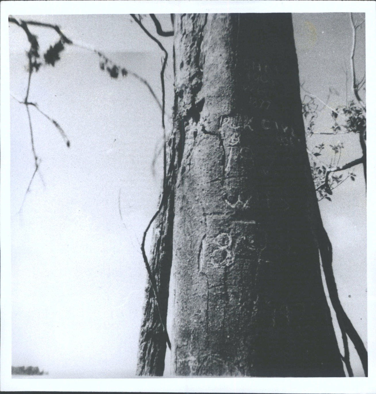 Dendroglyphs