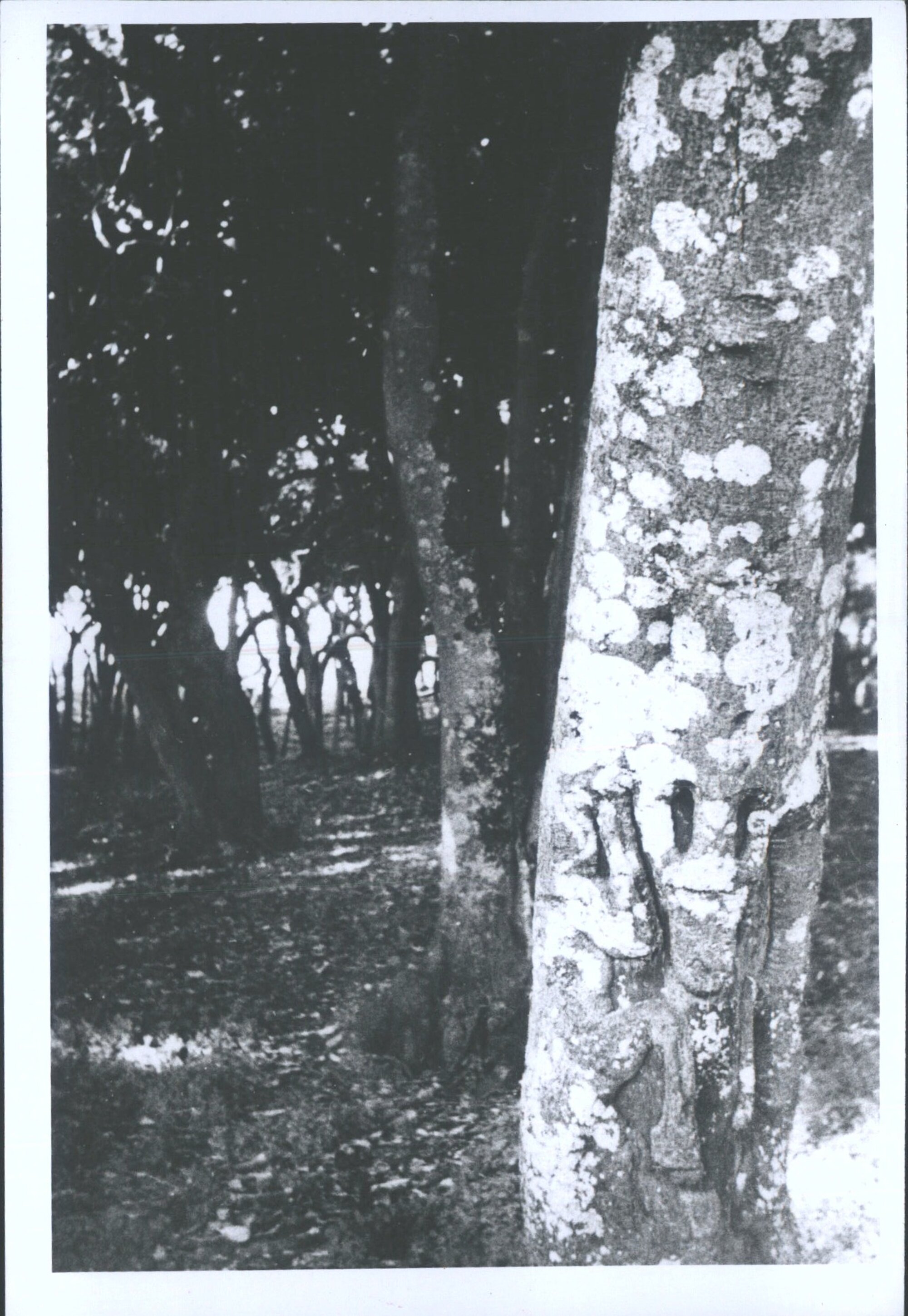 Dendroglyphs