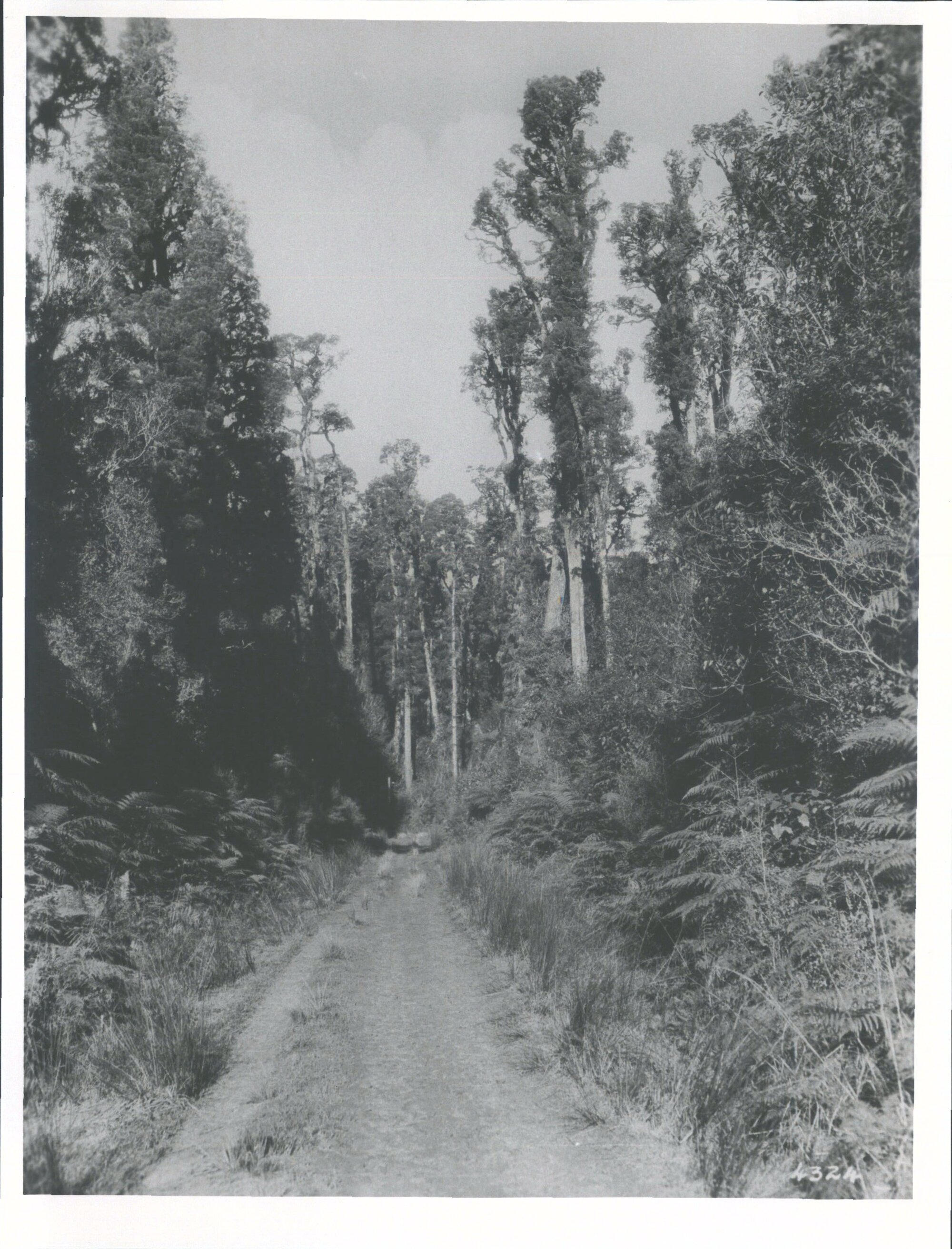 Westland, South Road