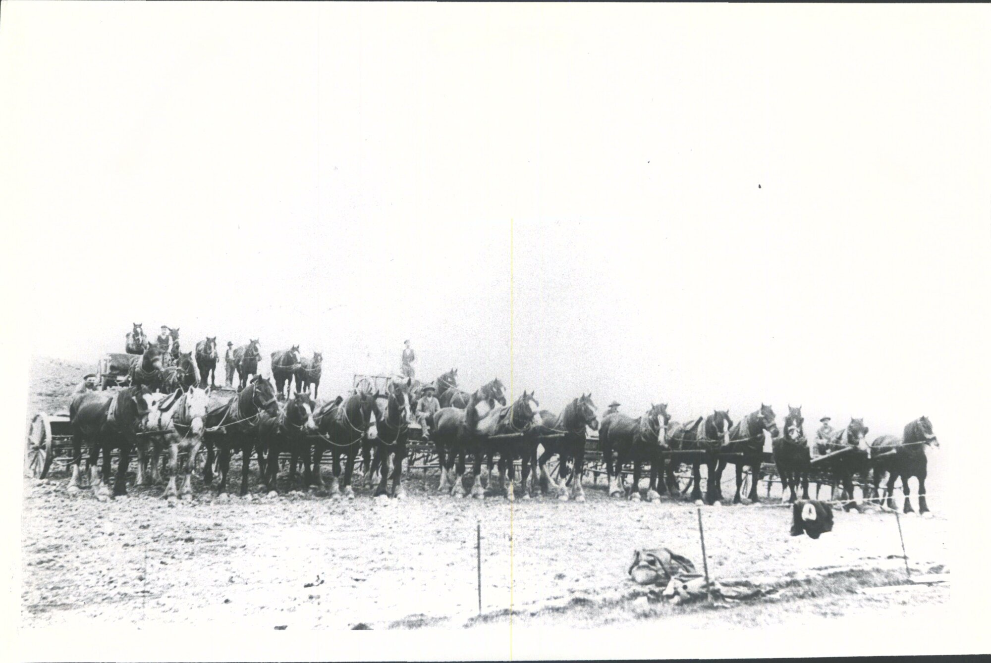 Horse teams from Clydevale Station