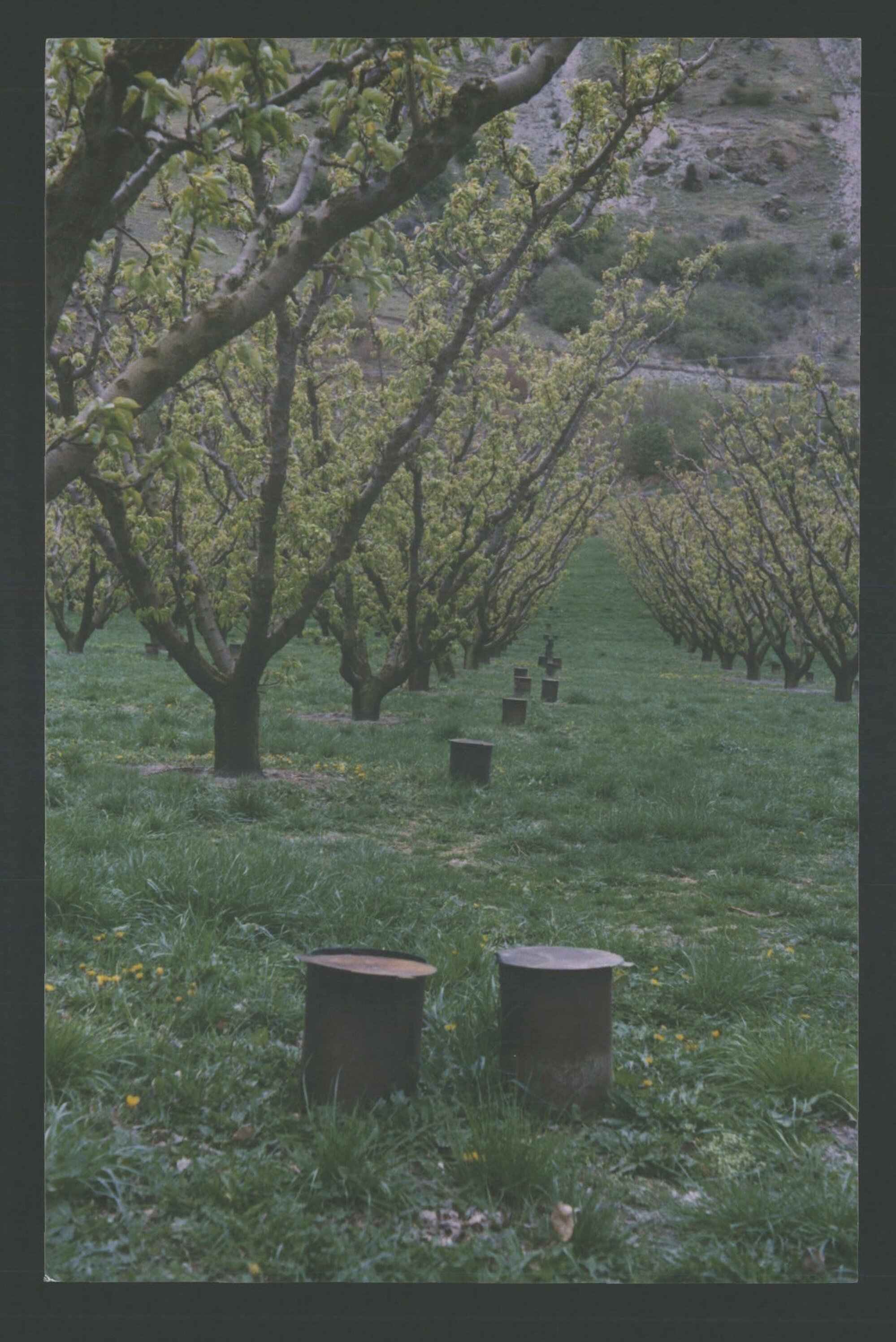 Kevin Jackson's Orchard Frost pots