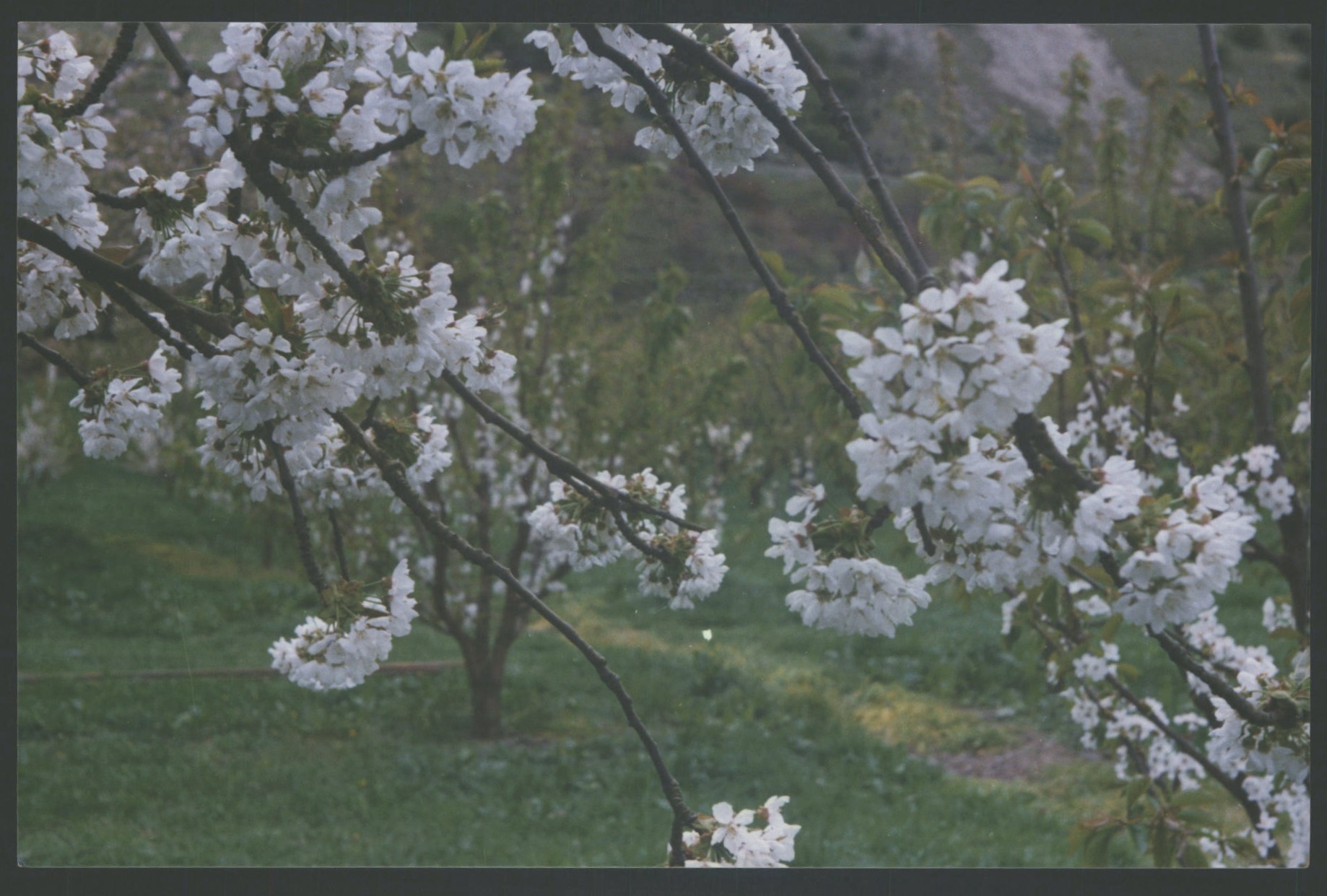 Kevin Jackson Orchard
