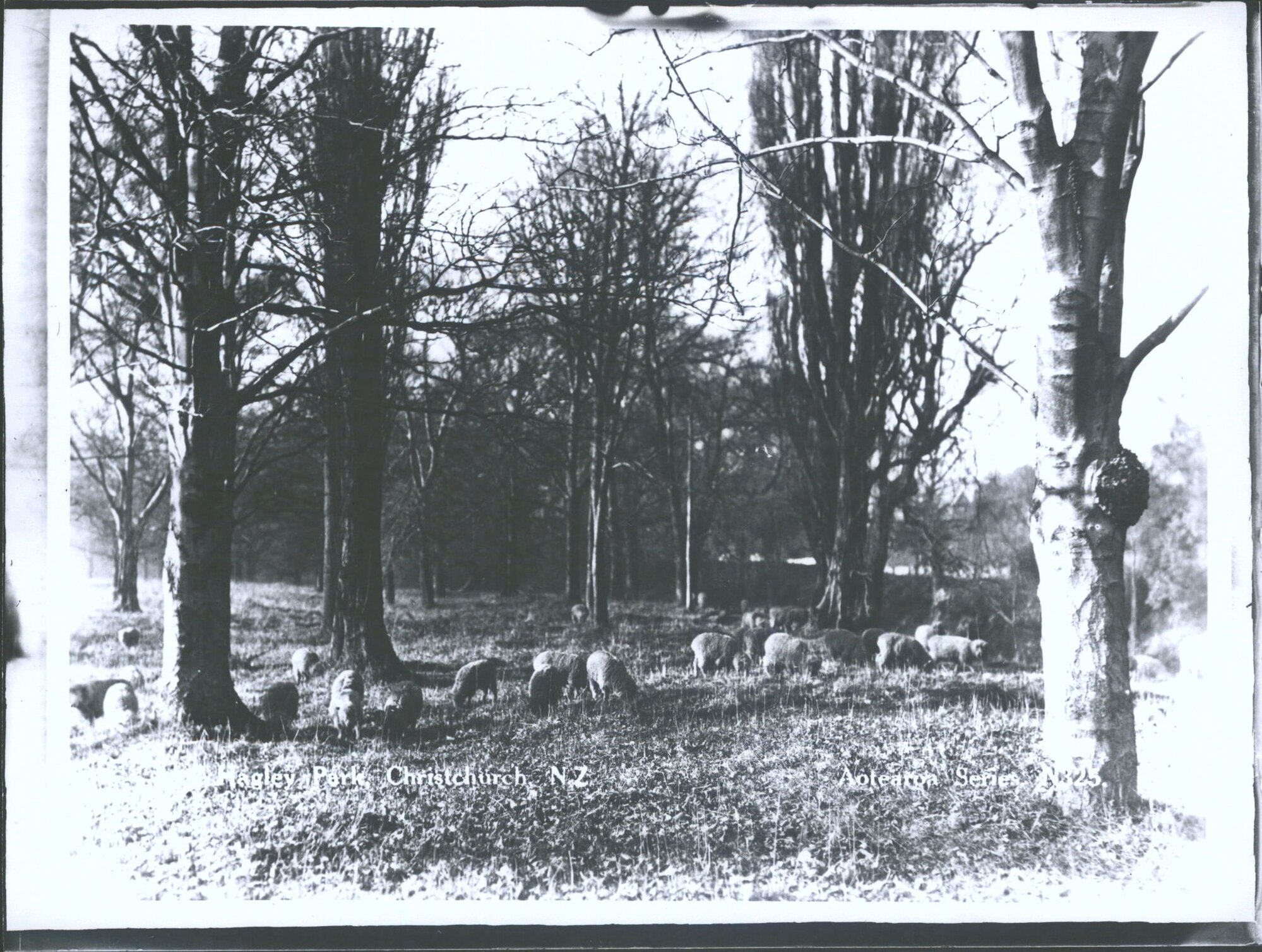 Hagley Park, Christchurch, N.Z.