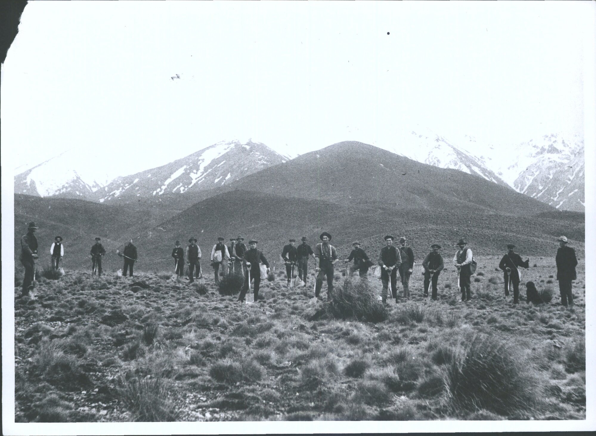 Tree Planting Maniototo