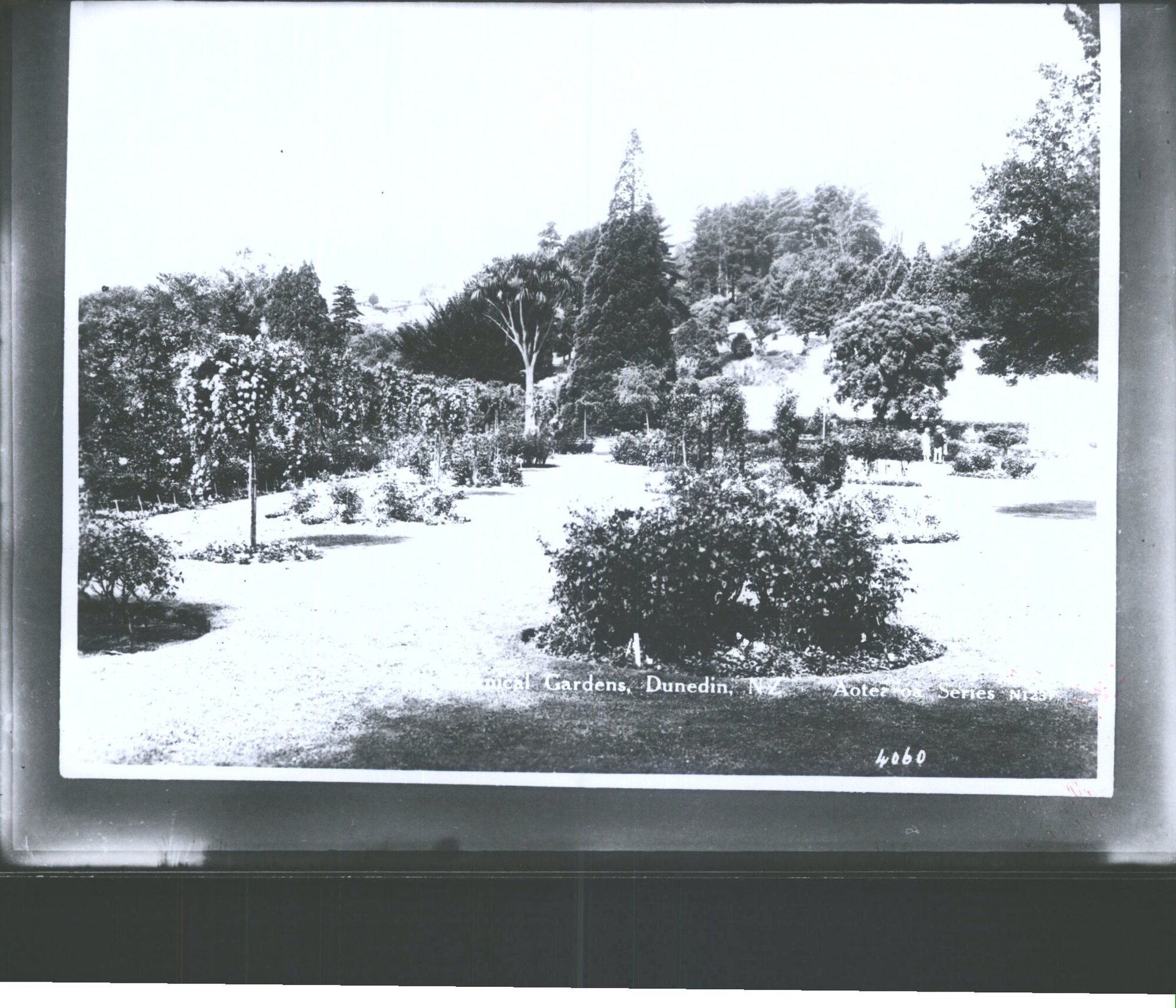 Botanical Gardens Dunedin, N.Z.