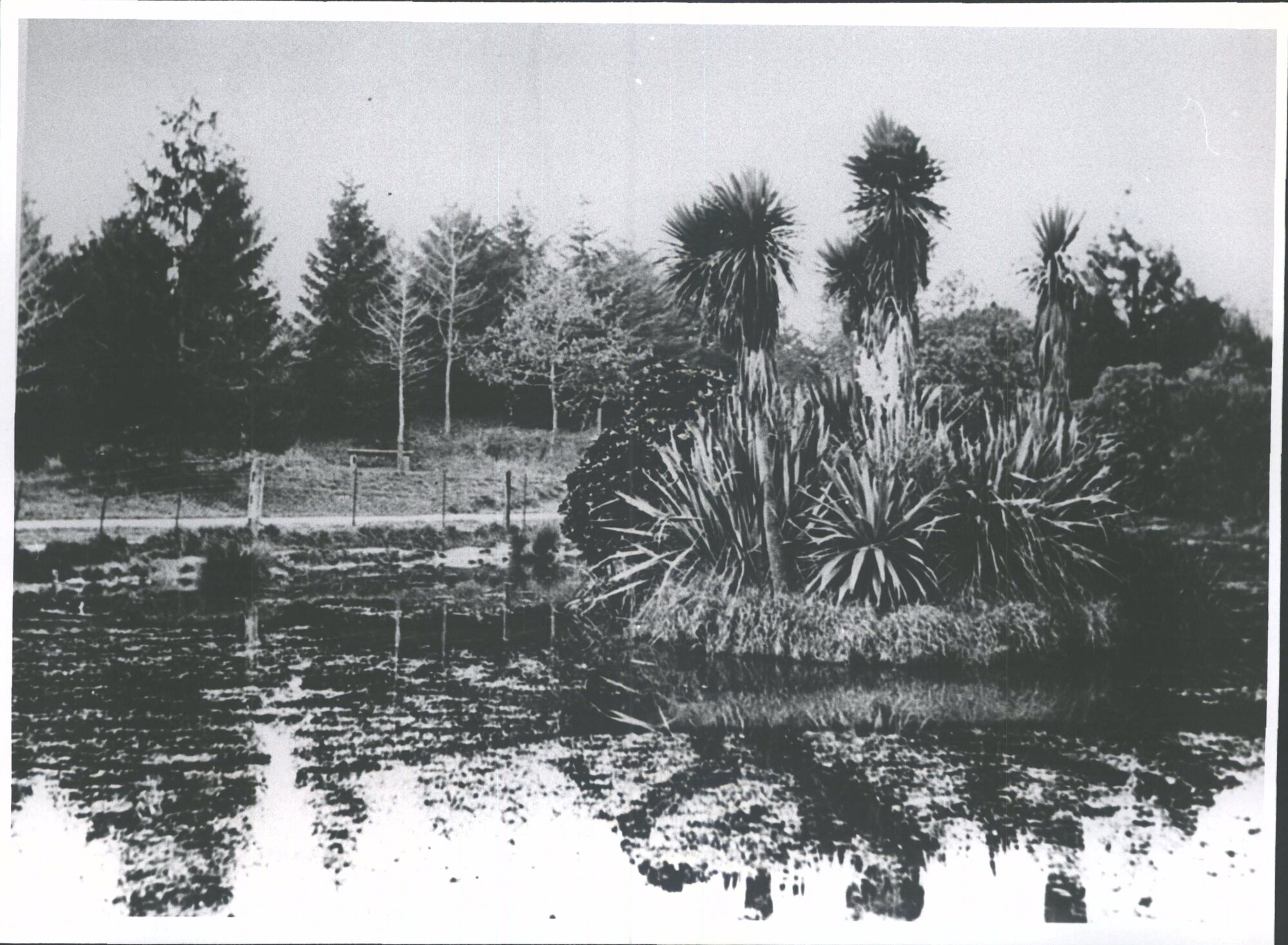 Old pond in Jubilee Park