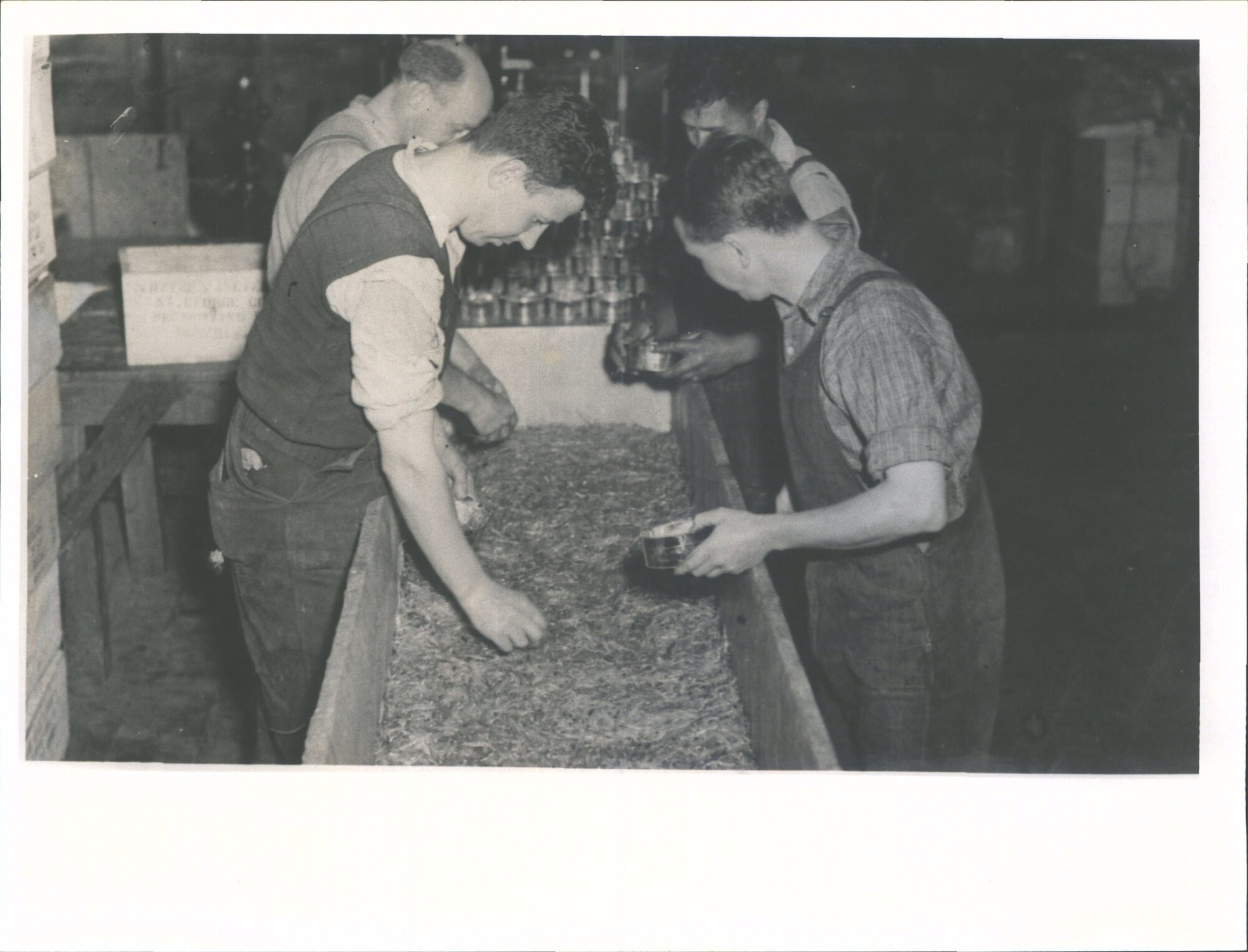 Preserving Works. Canning whitebait, packing whitebait in tins