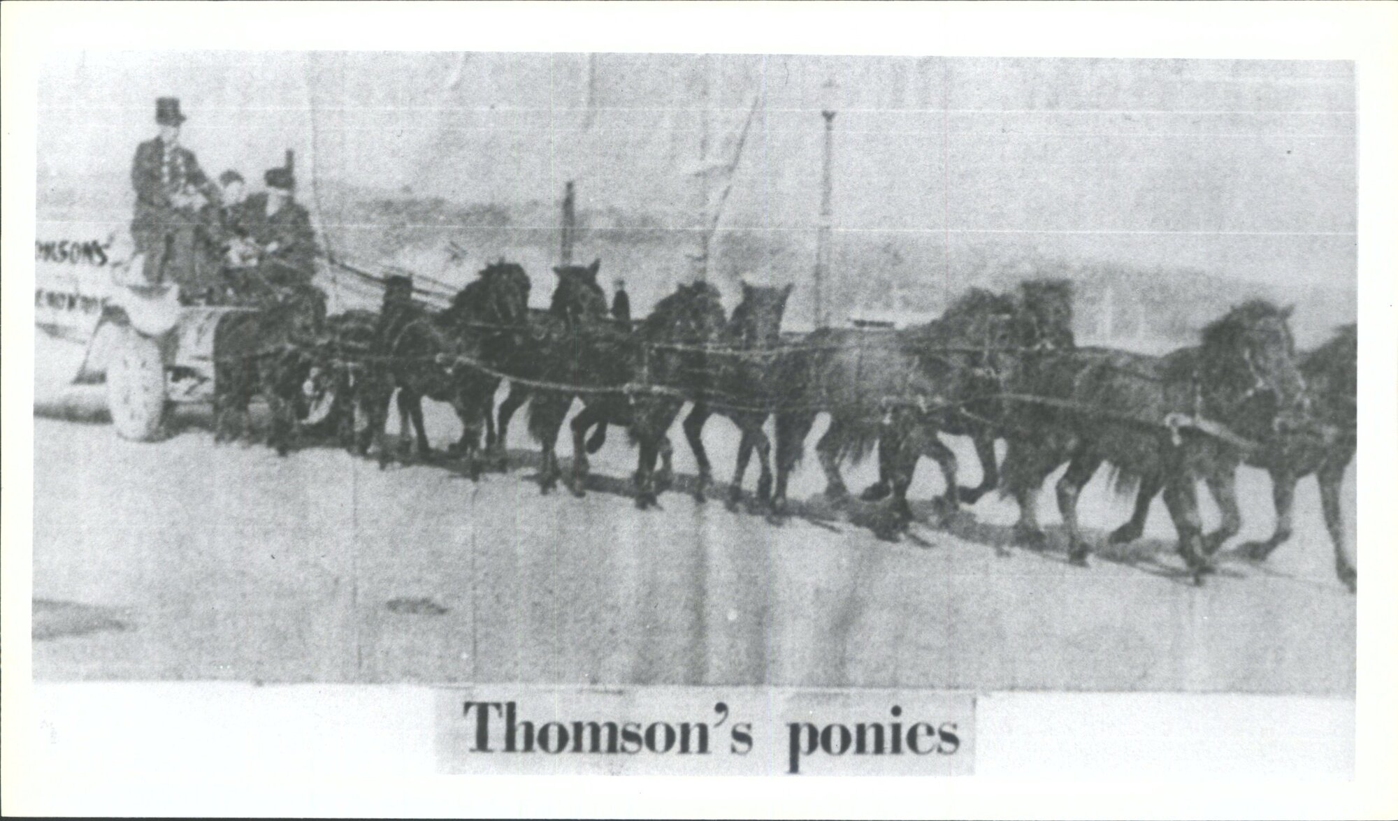 Thomson's Ponies