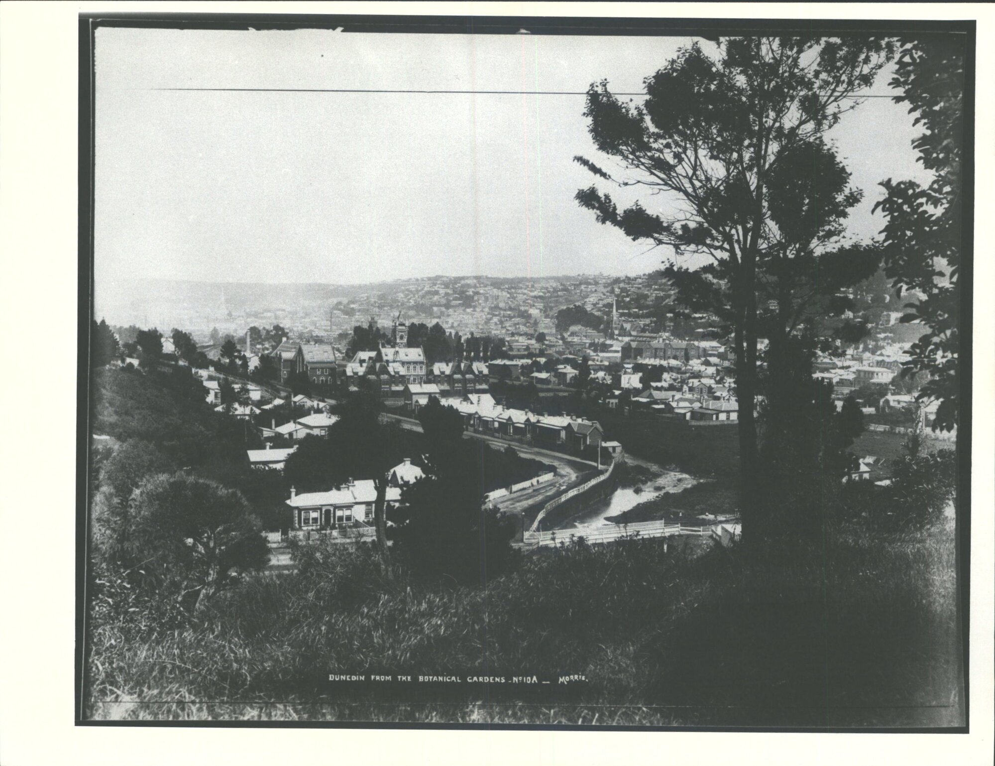 Dunedin from the Botanical Gardens