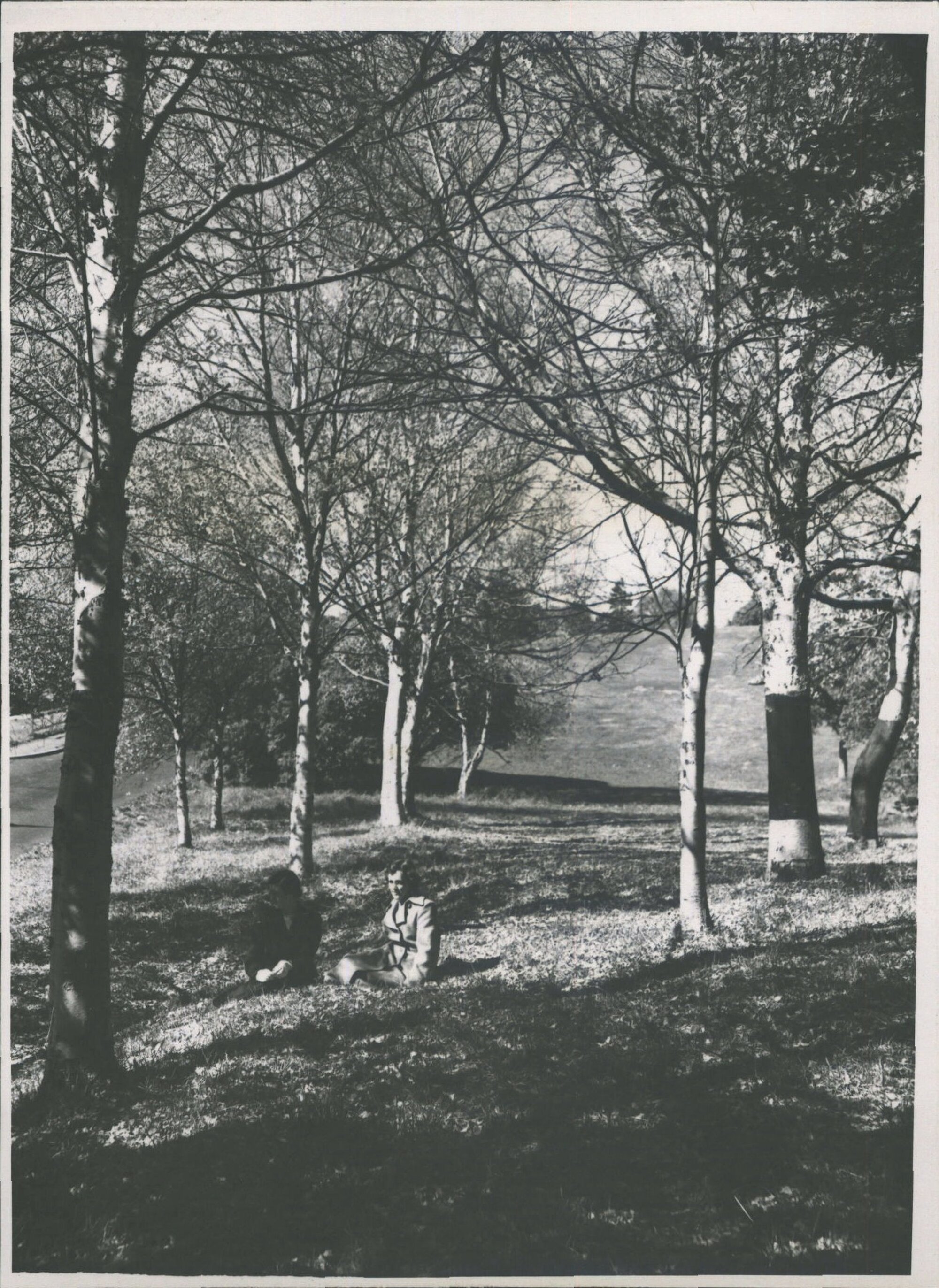 Sunshine through the silver birches bordering the Queen's Drive near Montpellier