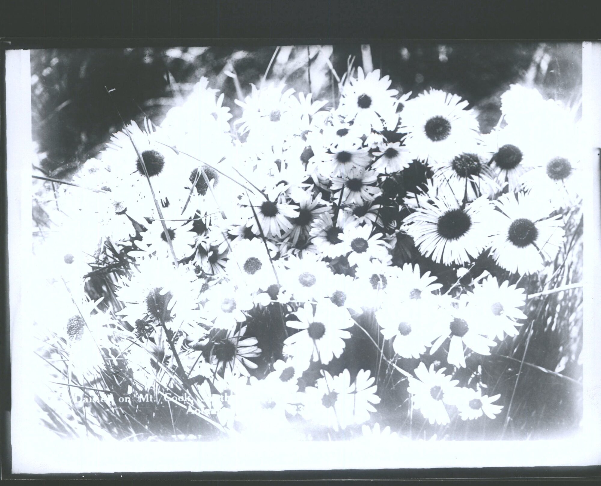 Mt Cook Daisies