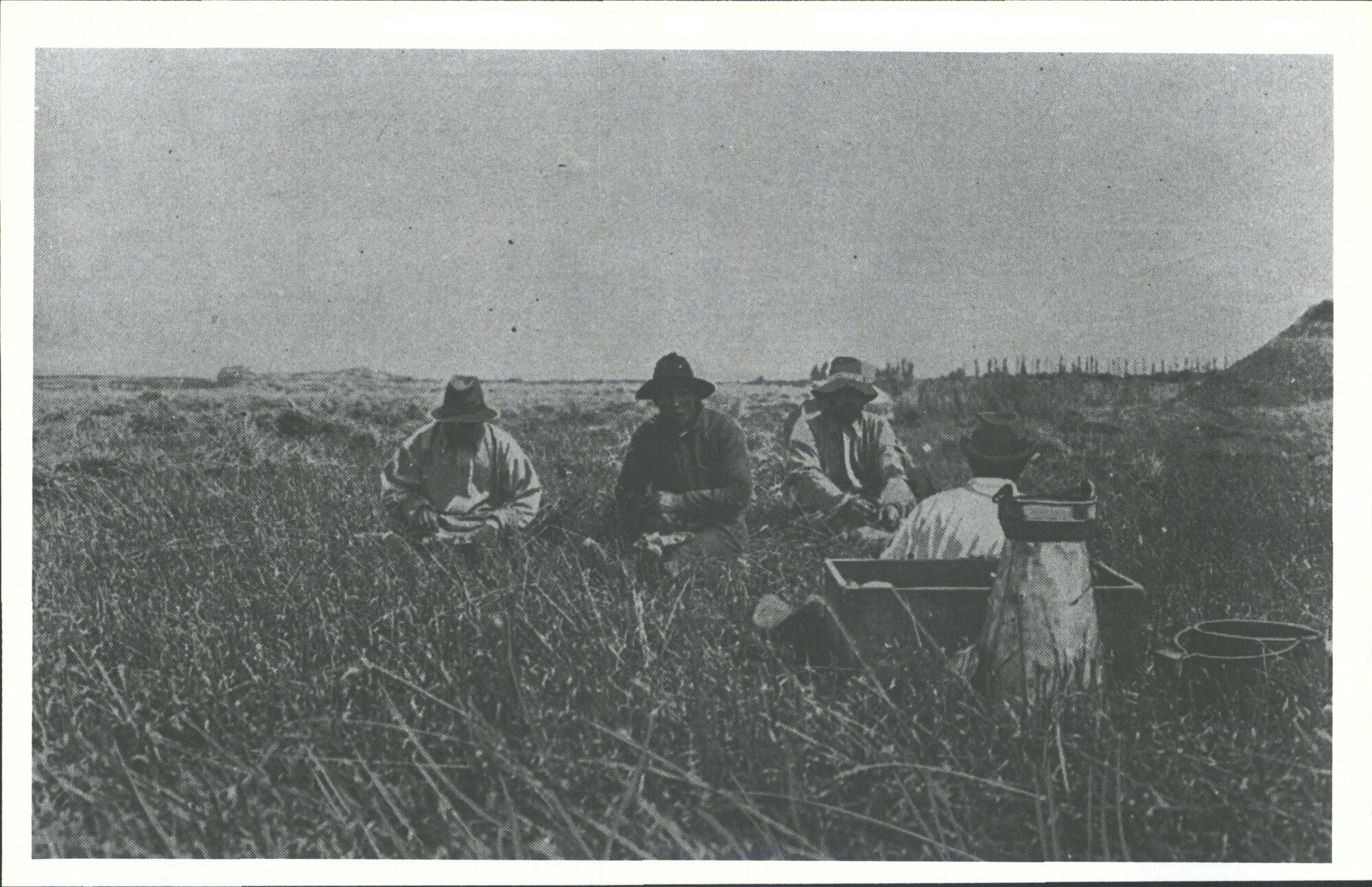 Lunch time in the harvest field