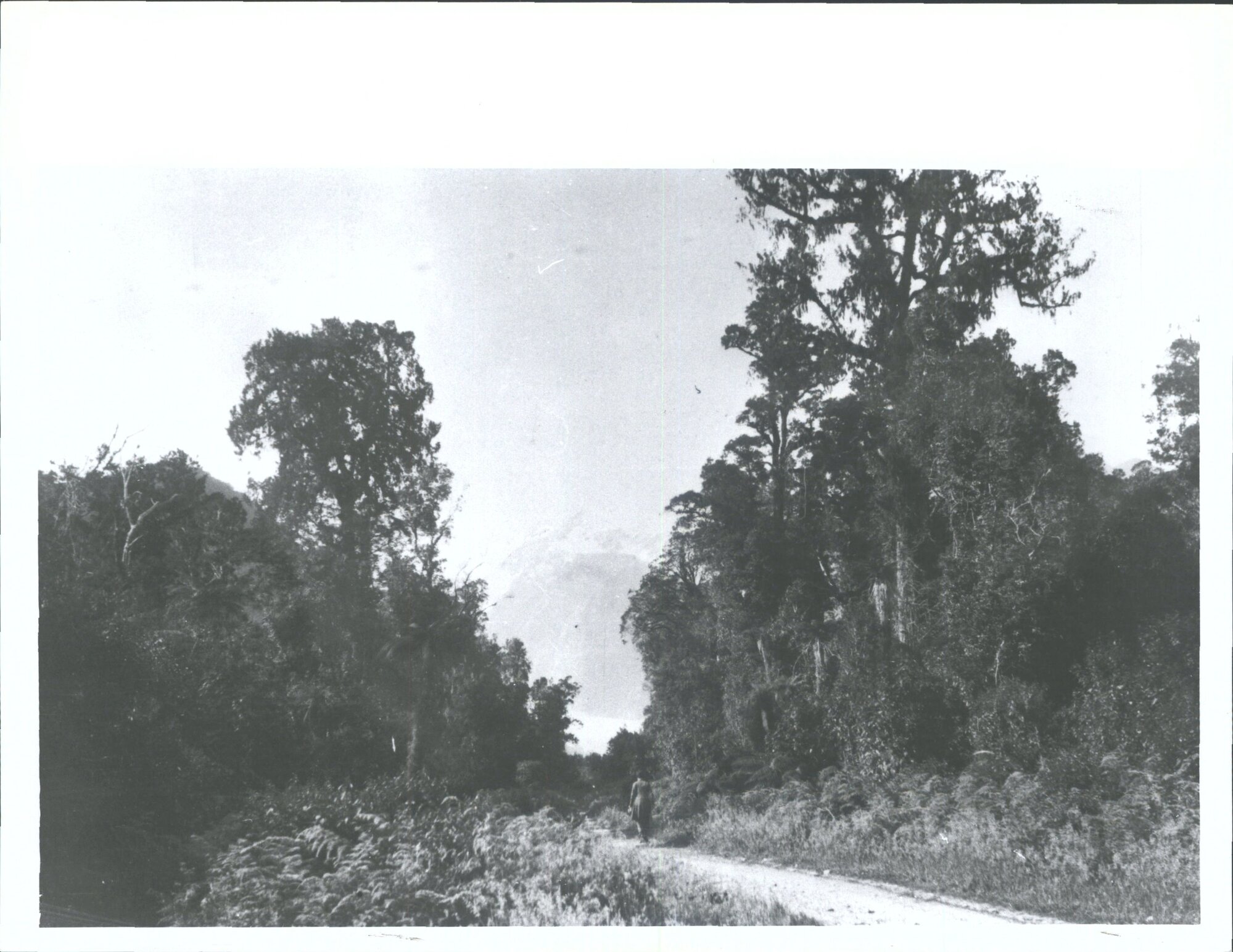 Road to Franz Josef Glacier
