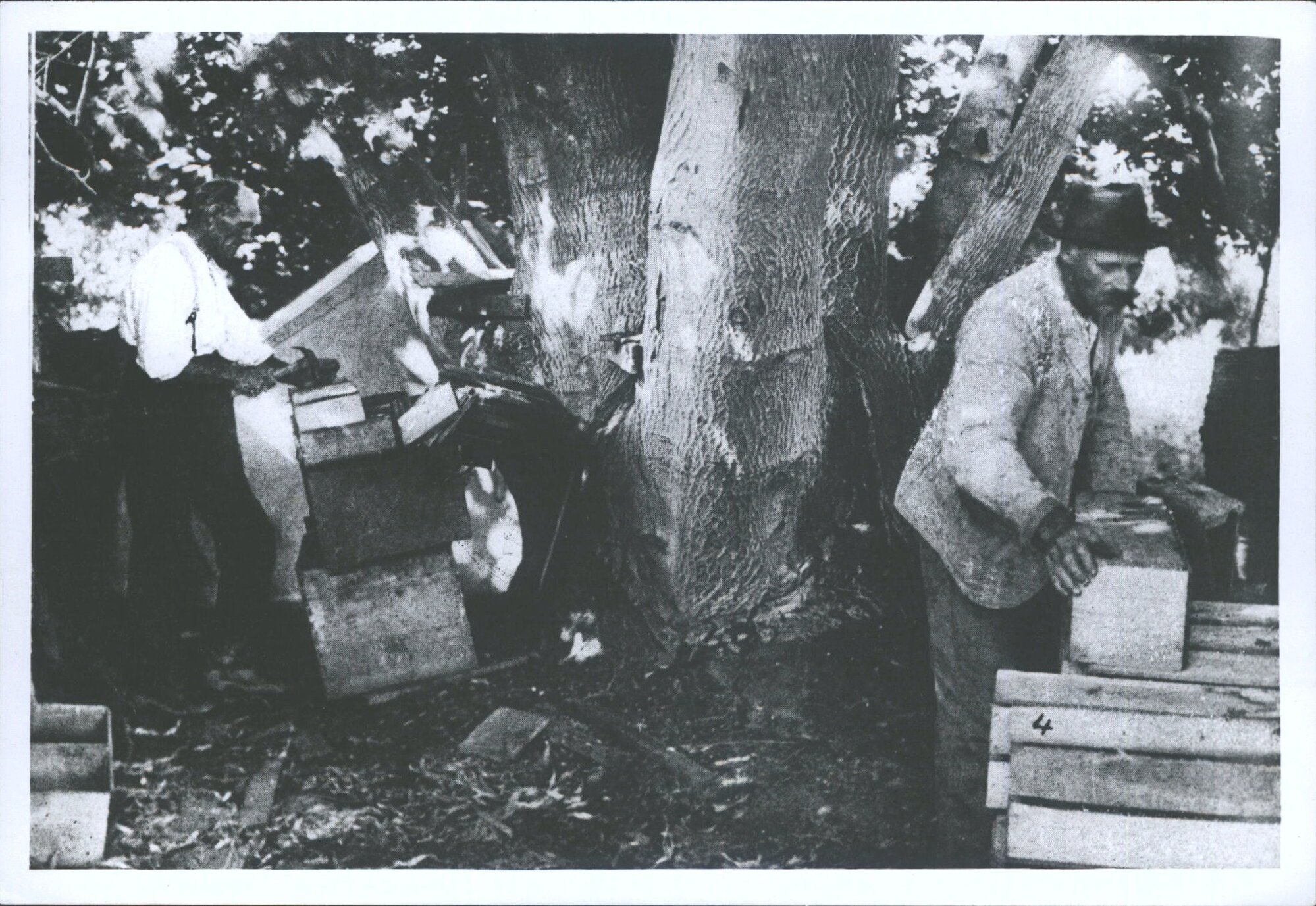 Making fruit boxes at Otago Central Orchard , in the shade of 50 yr old walnut  trees on Mr Davidsons orchard Conroy"s Gully nea