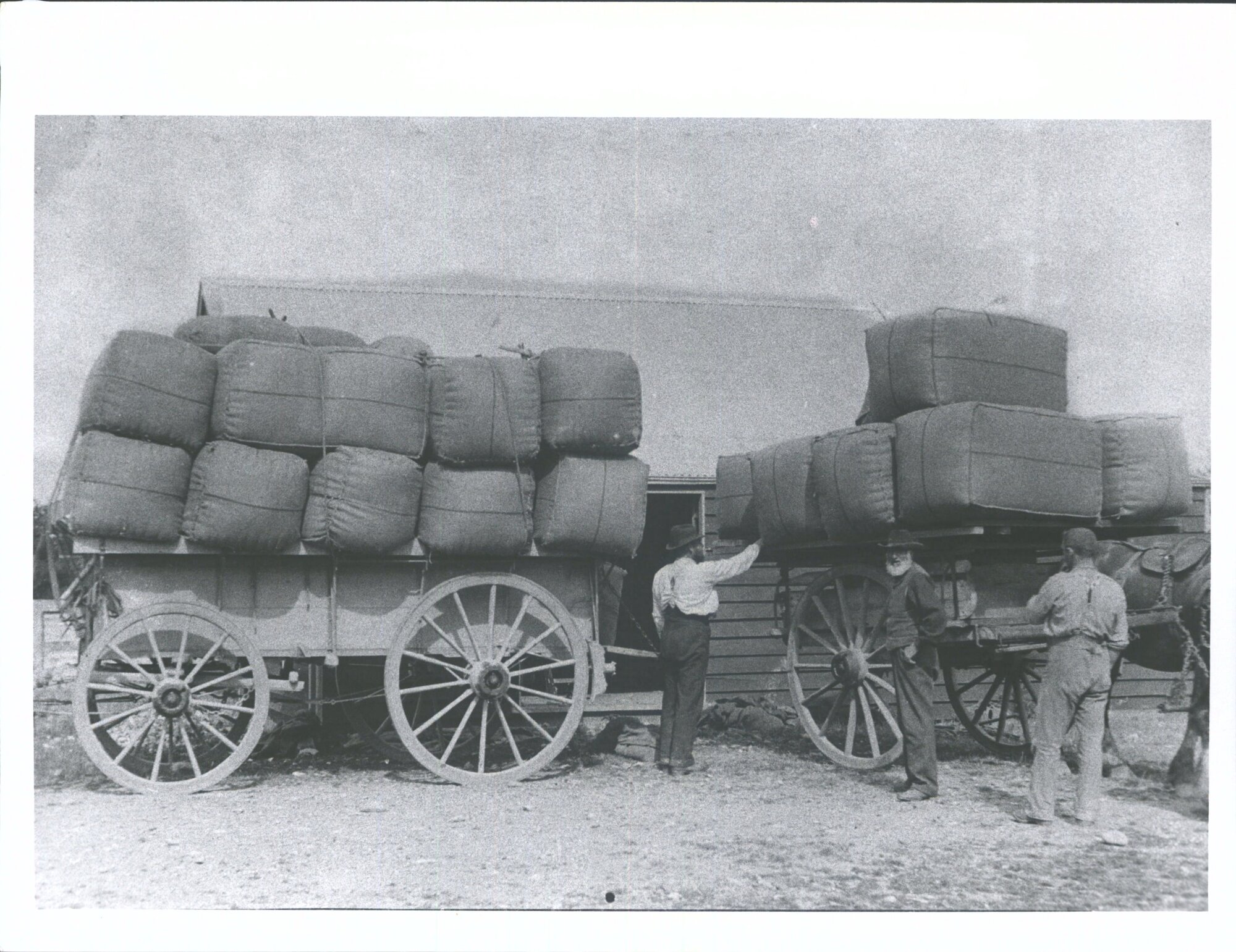 Mayfield Wm Watson, James Fleming, James Grant. "Loading wool"
