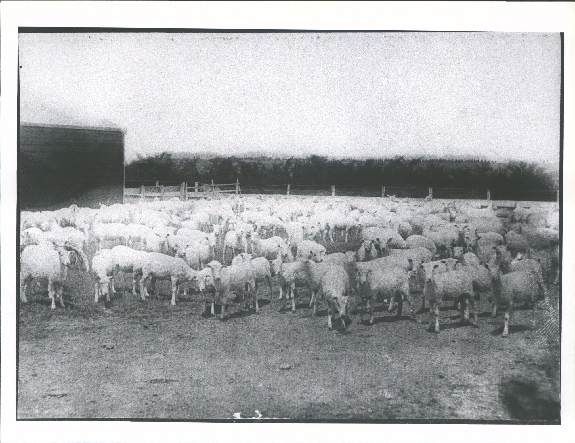 Mayfield   "Counting out shorn sheep"