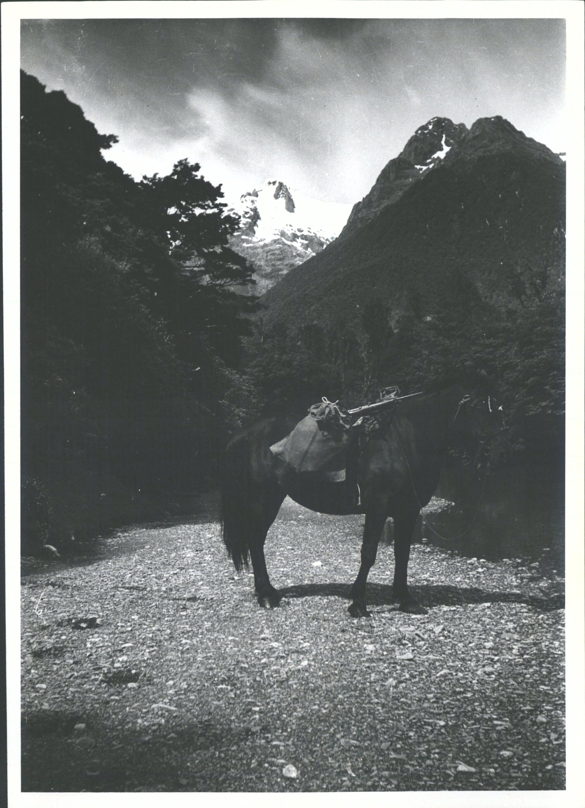 Hollyford Valley Near Hidden Falls