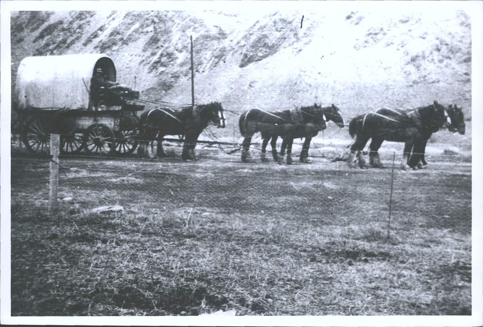 Last of the waggoners. Kawaurau Gorge 1930s