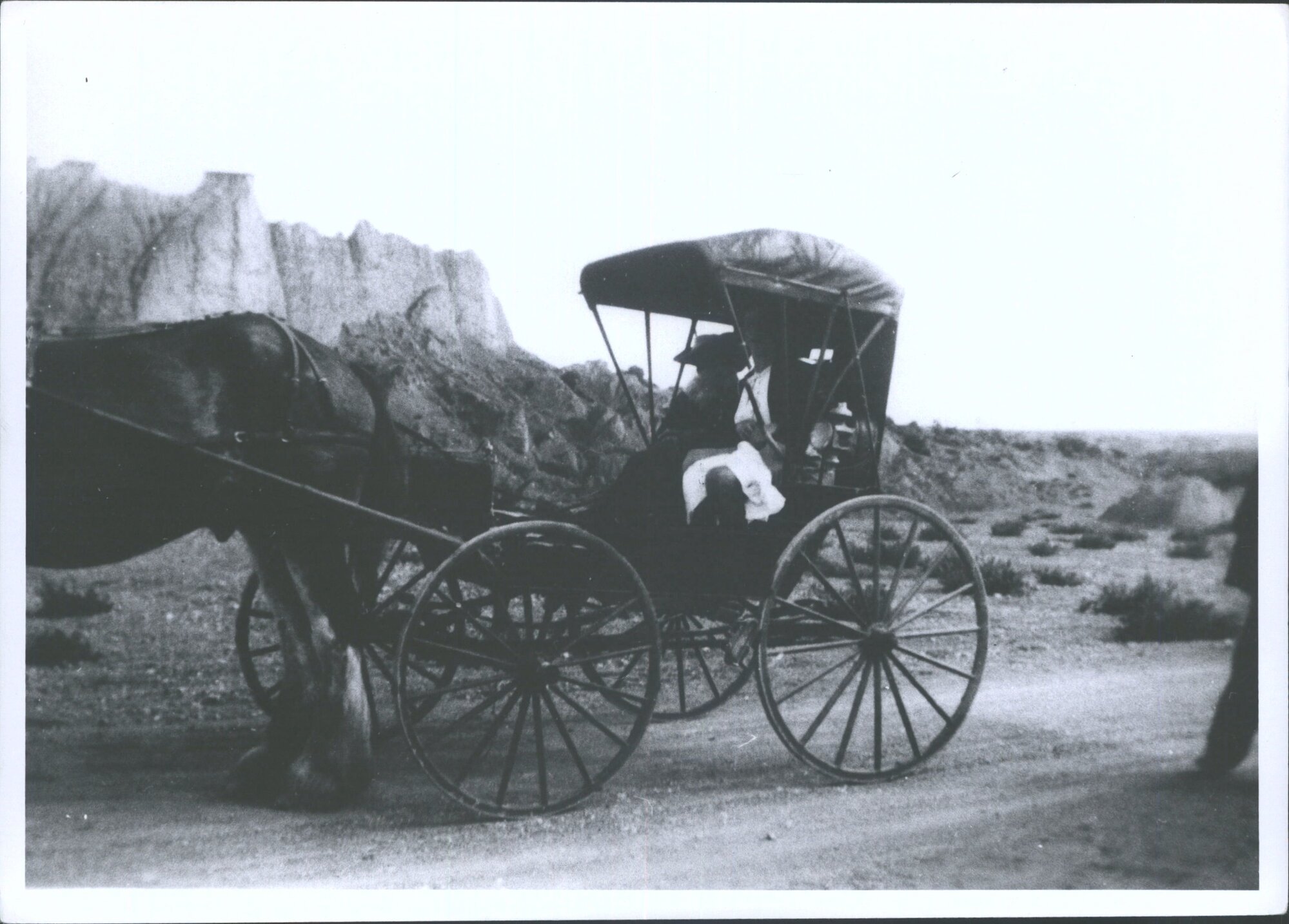 Phaeton [Waitahuna Centennial]