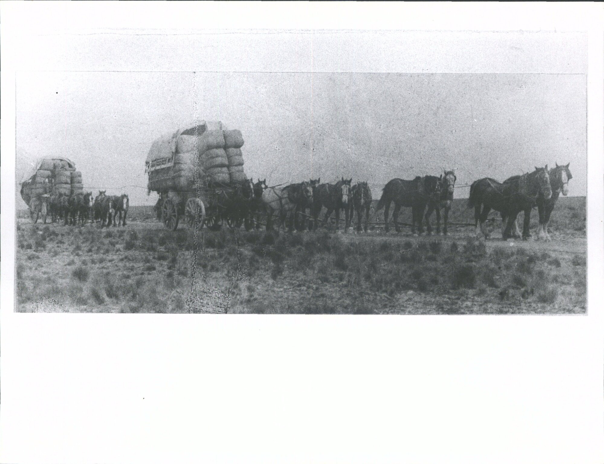 Ten horse wagons laden with wool