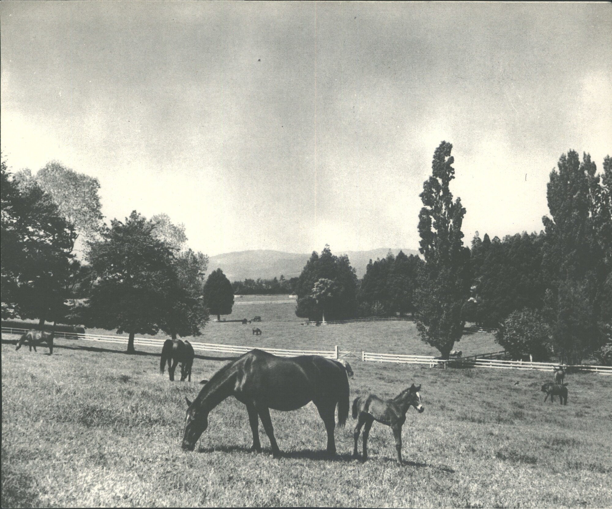 Hamilton, Alton Lodge Stud