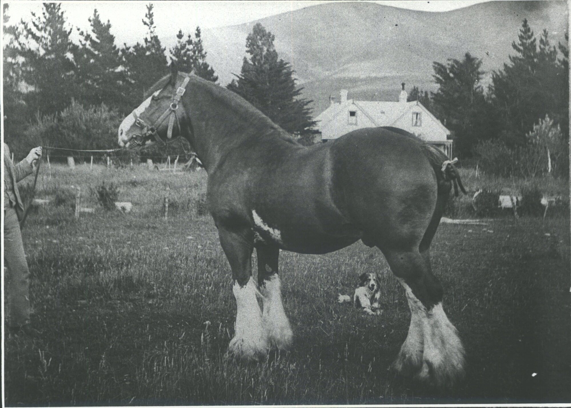 Clydesdale