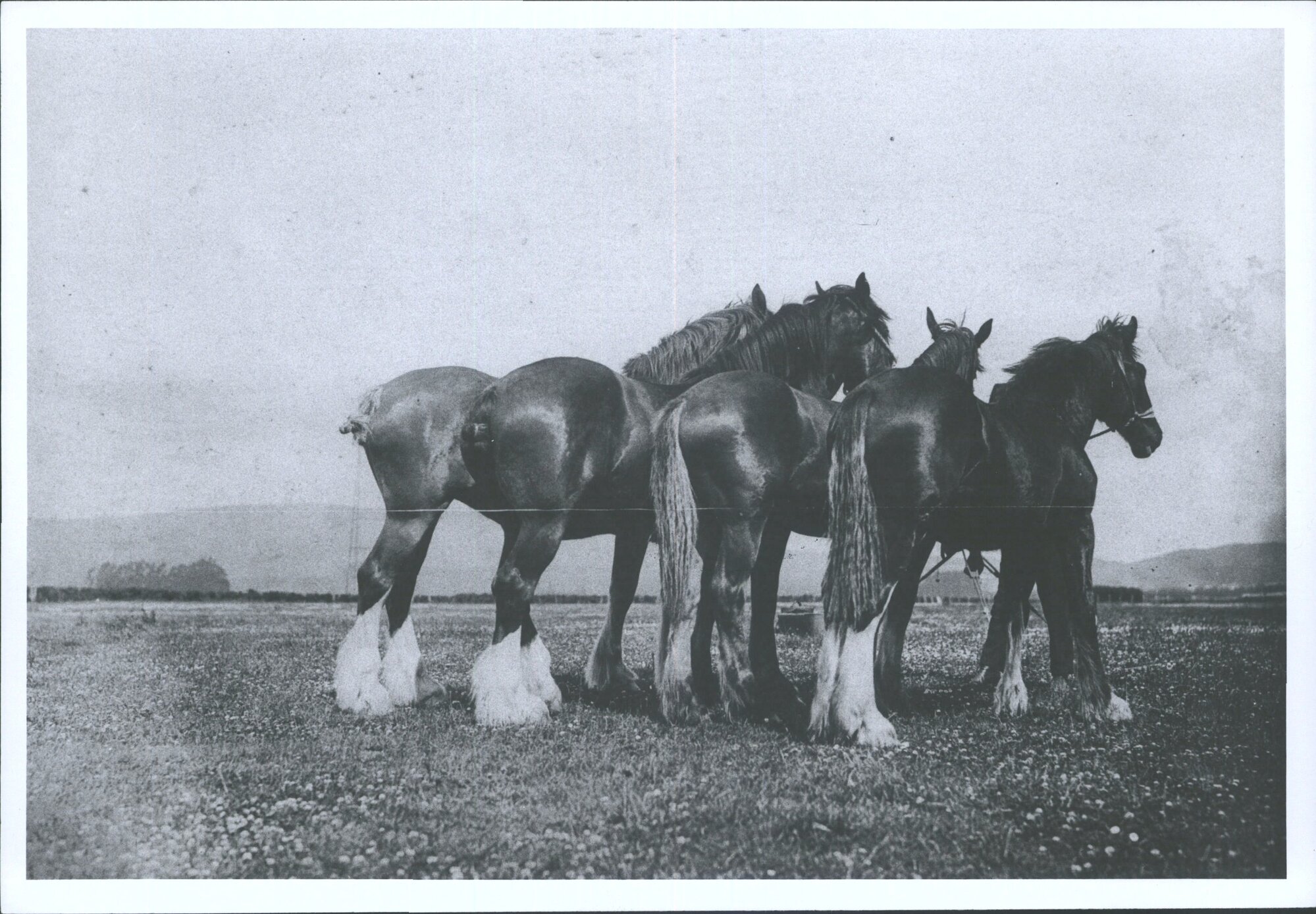 Stud Clydesdale horses