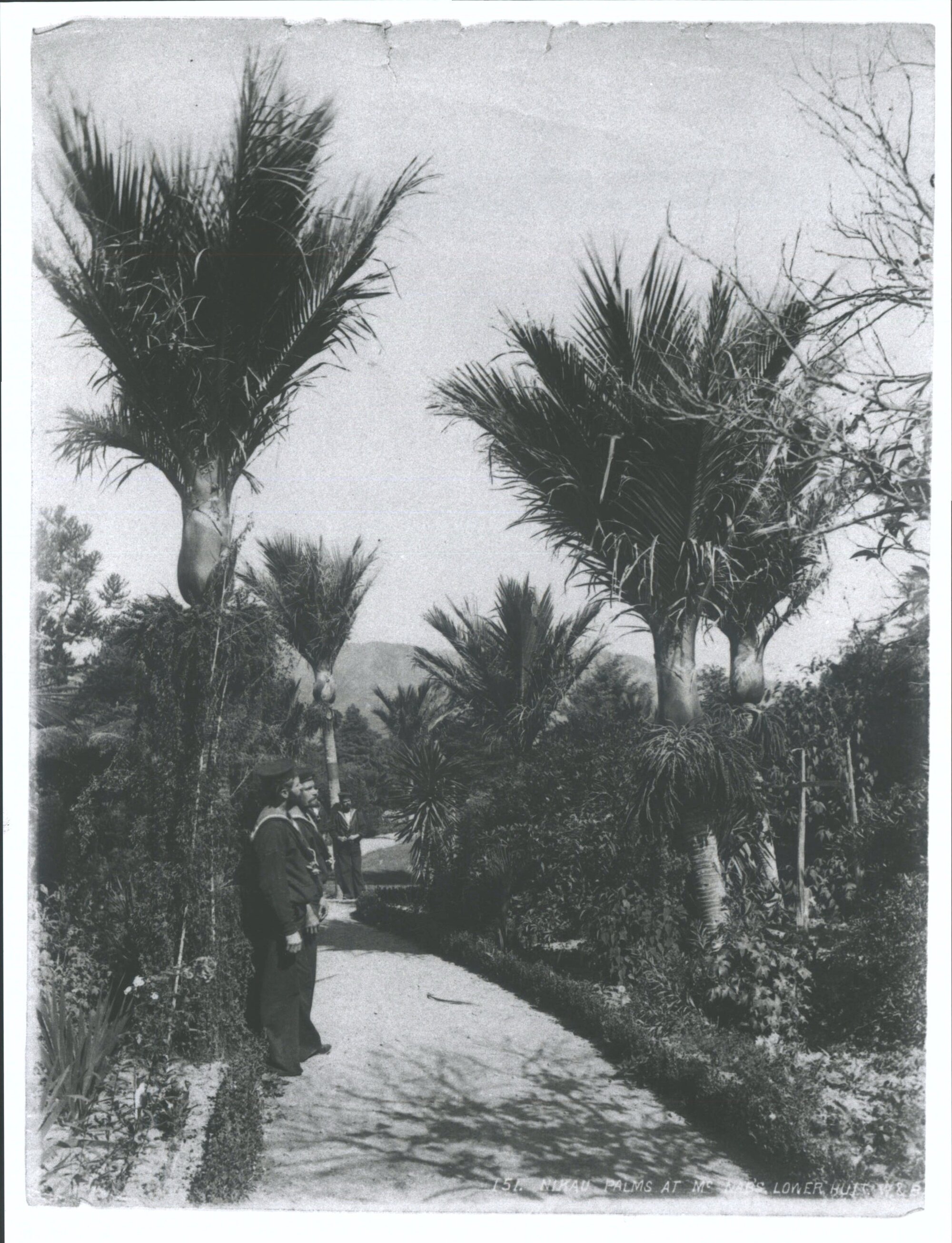Nikau Palms