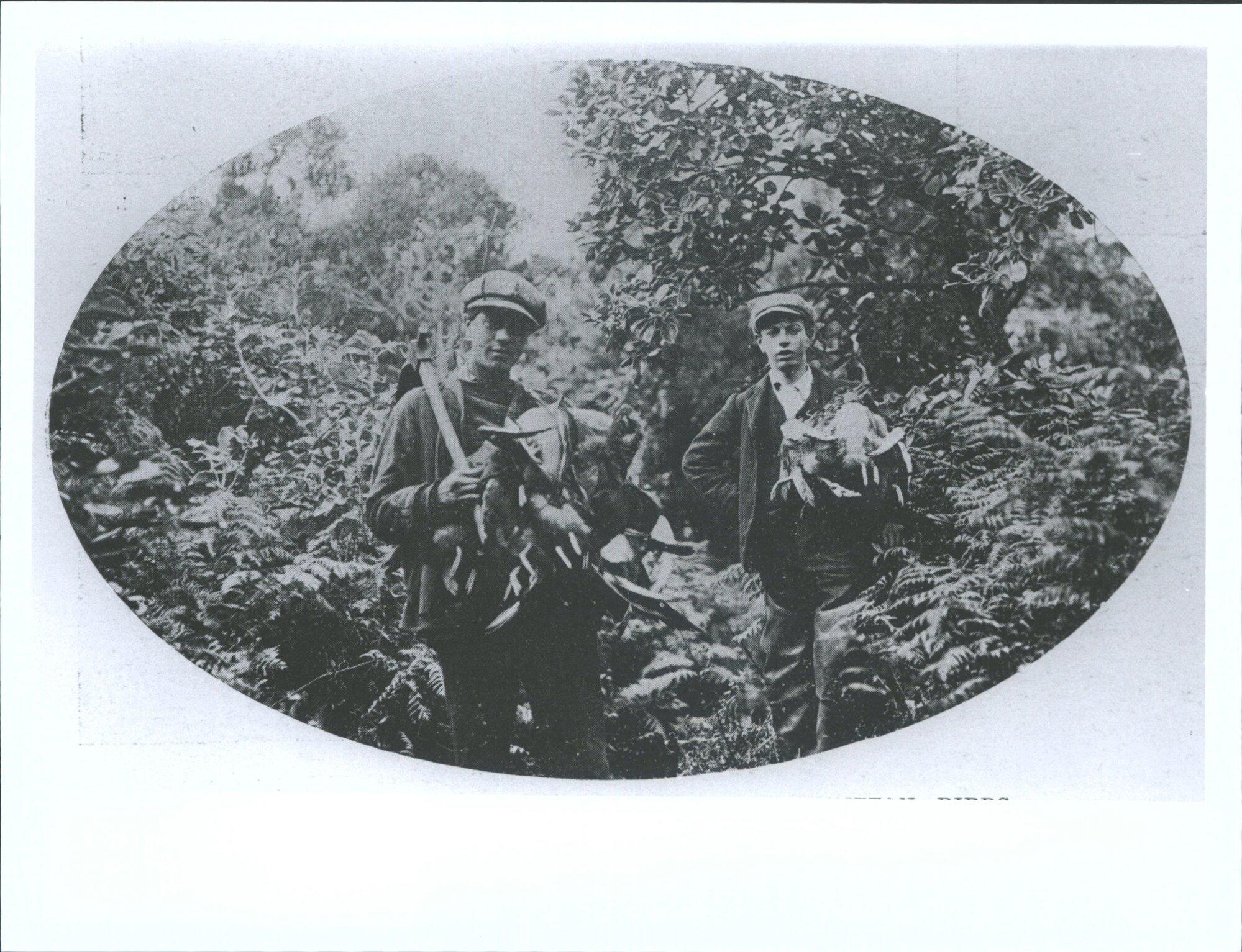 Boys bringing home their catch of mutton birds