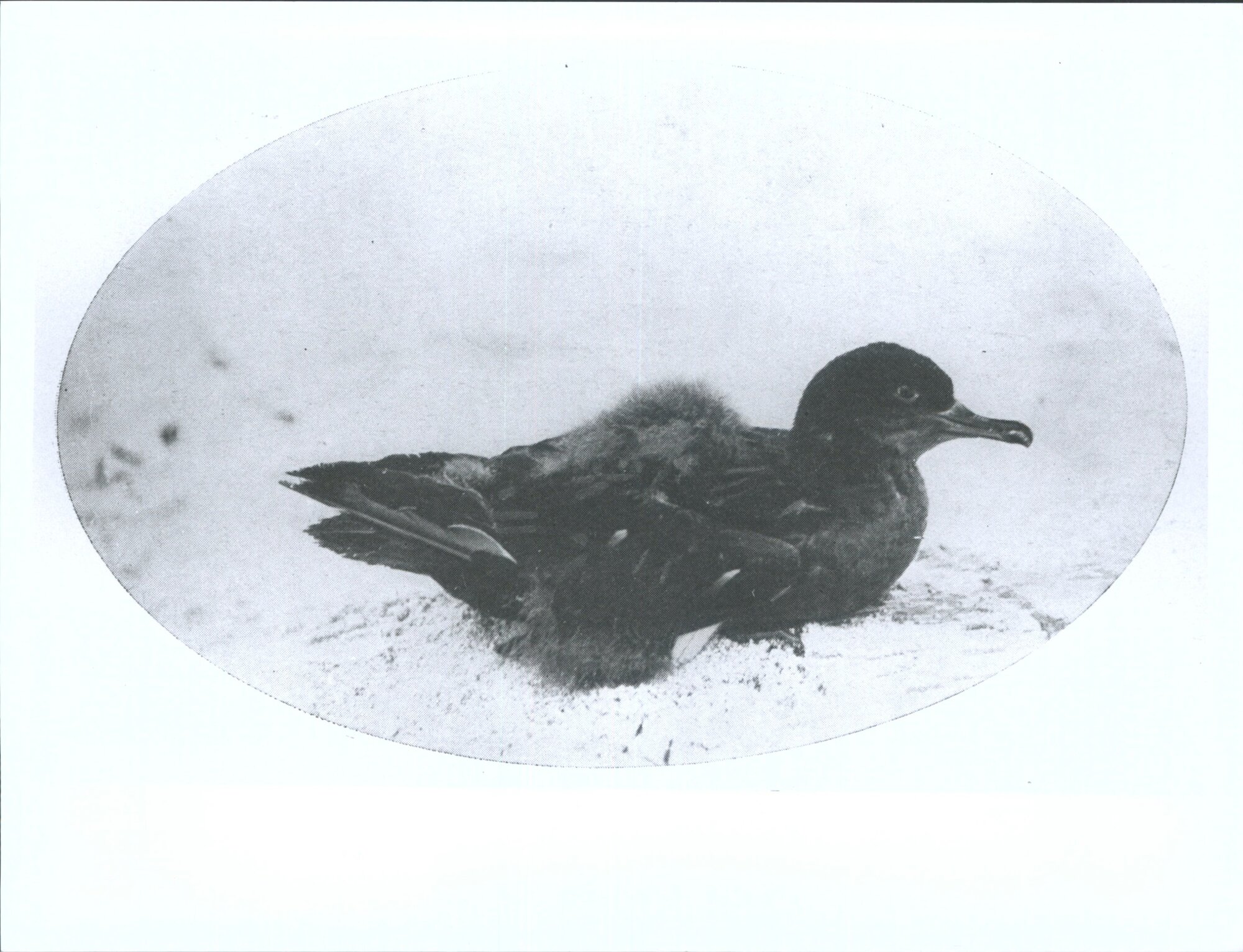 A young mutton bird'