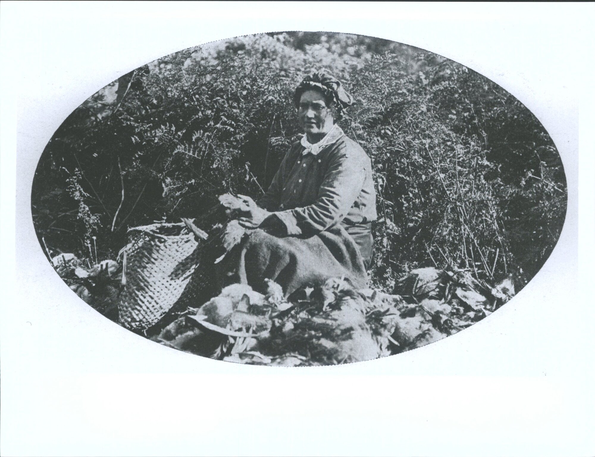 "An industrious native worker preparing mutton birds for the market"
