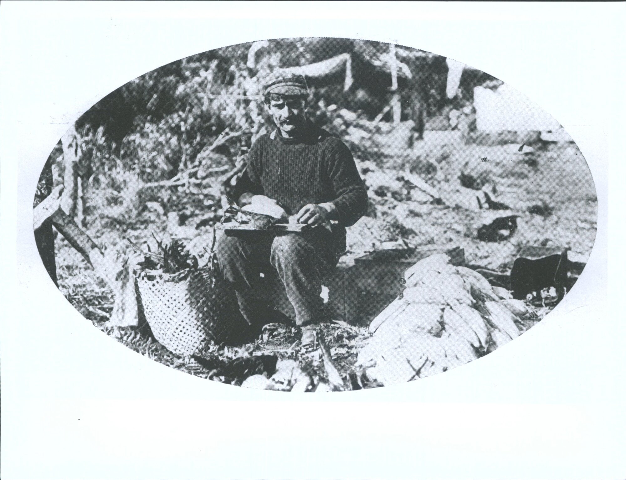 Muttonbirders at work : Preparation of the Birds for the market