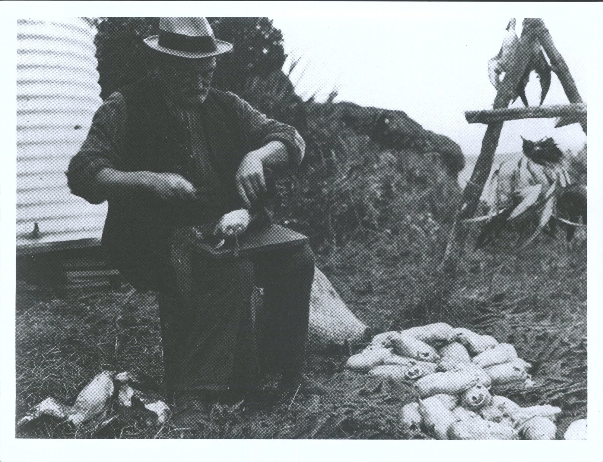 Cutting off the heads, wings, and feet of the plucked birds before they are opened and cleaned'
