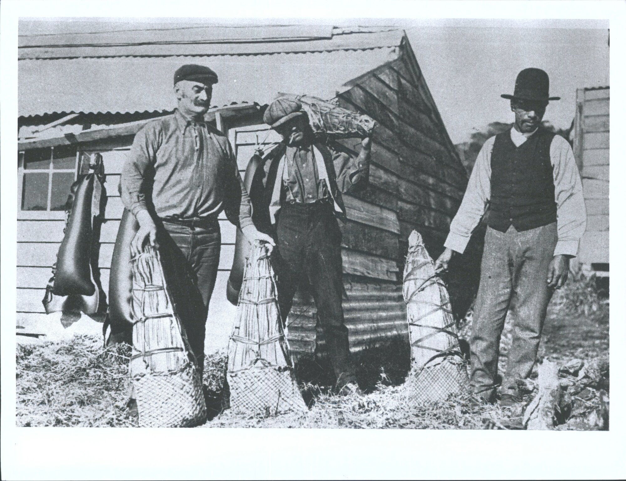 "Bags of mutton birds ready for shipment to the mainland"