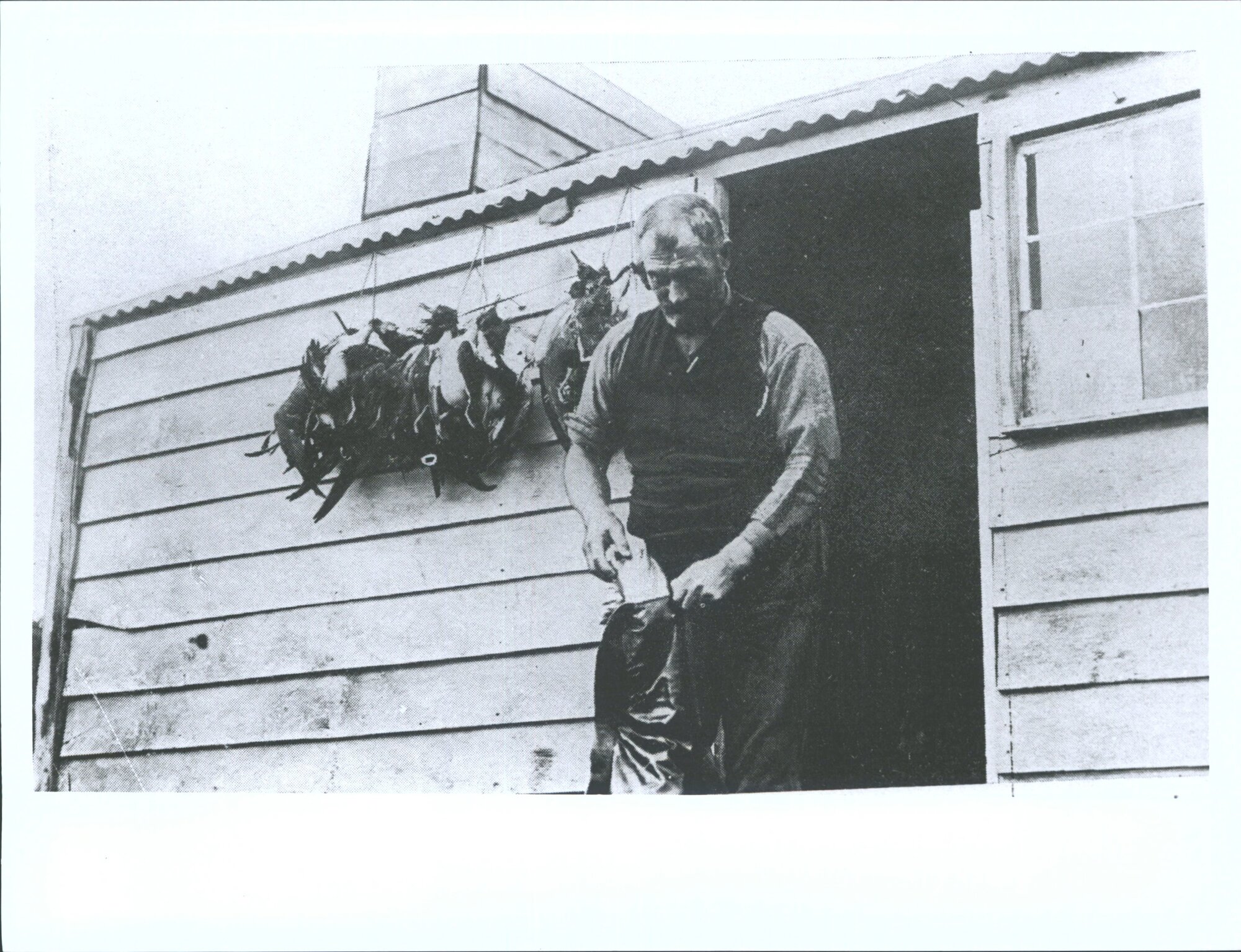 "Mutton-birders at work"