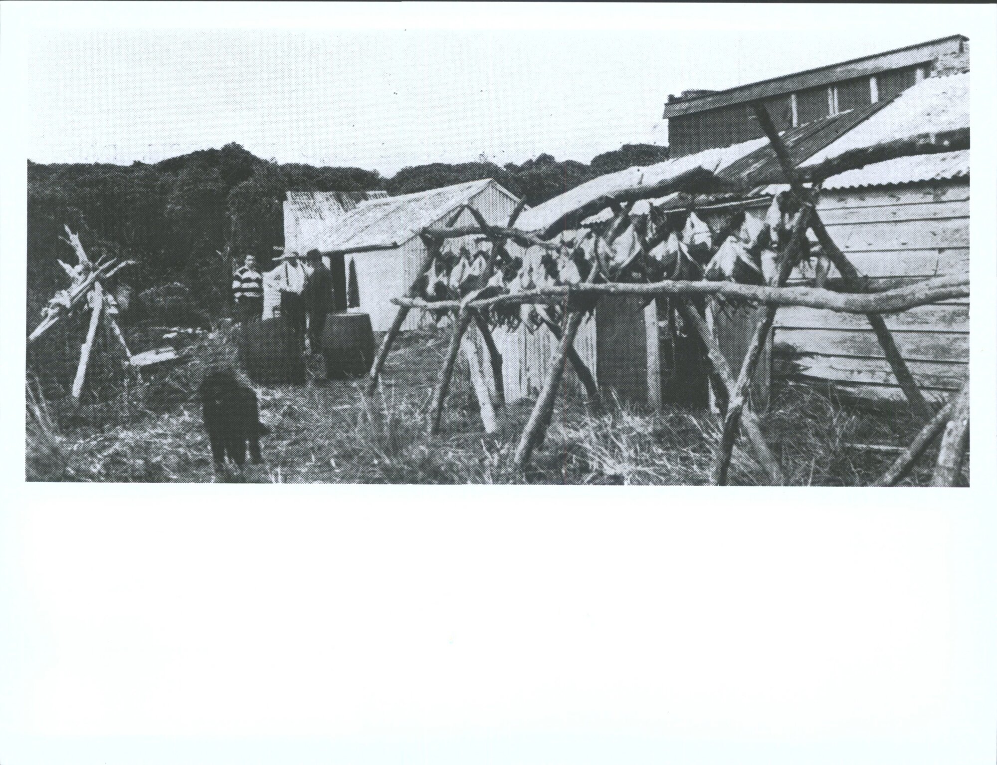 The camp with the gallows on which plucked muttonbirds are drying after they have been scalded'